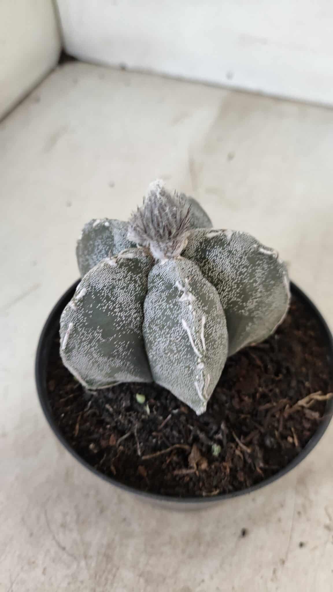 ASTROPHYTUM MYRIOSTIGMA  Nº 1063 – vaso 11 - foto 8