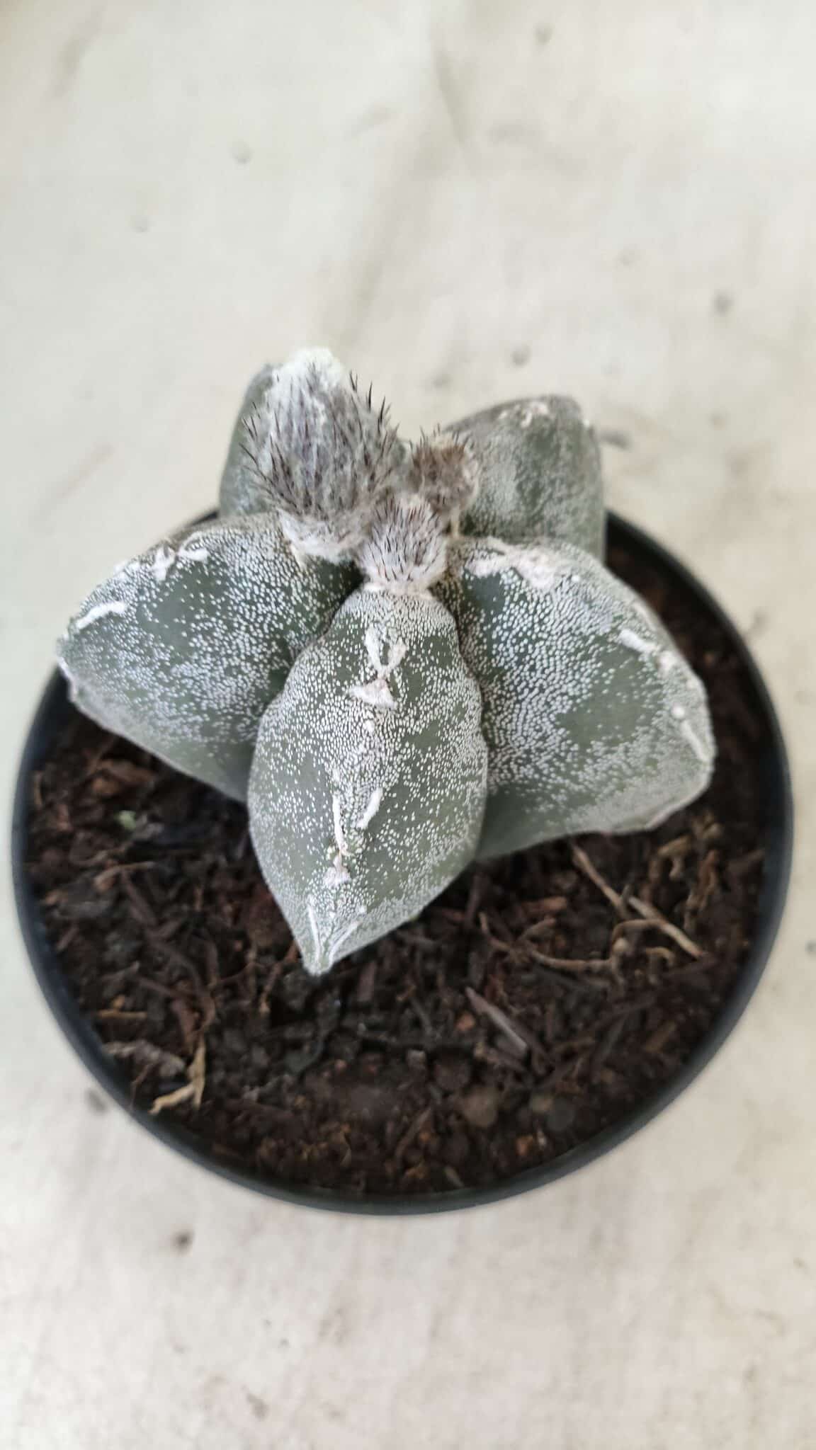 ASTROPHYTUM MYRIOSTIGMA  Nº 1063 – vaso 11 - foto 7