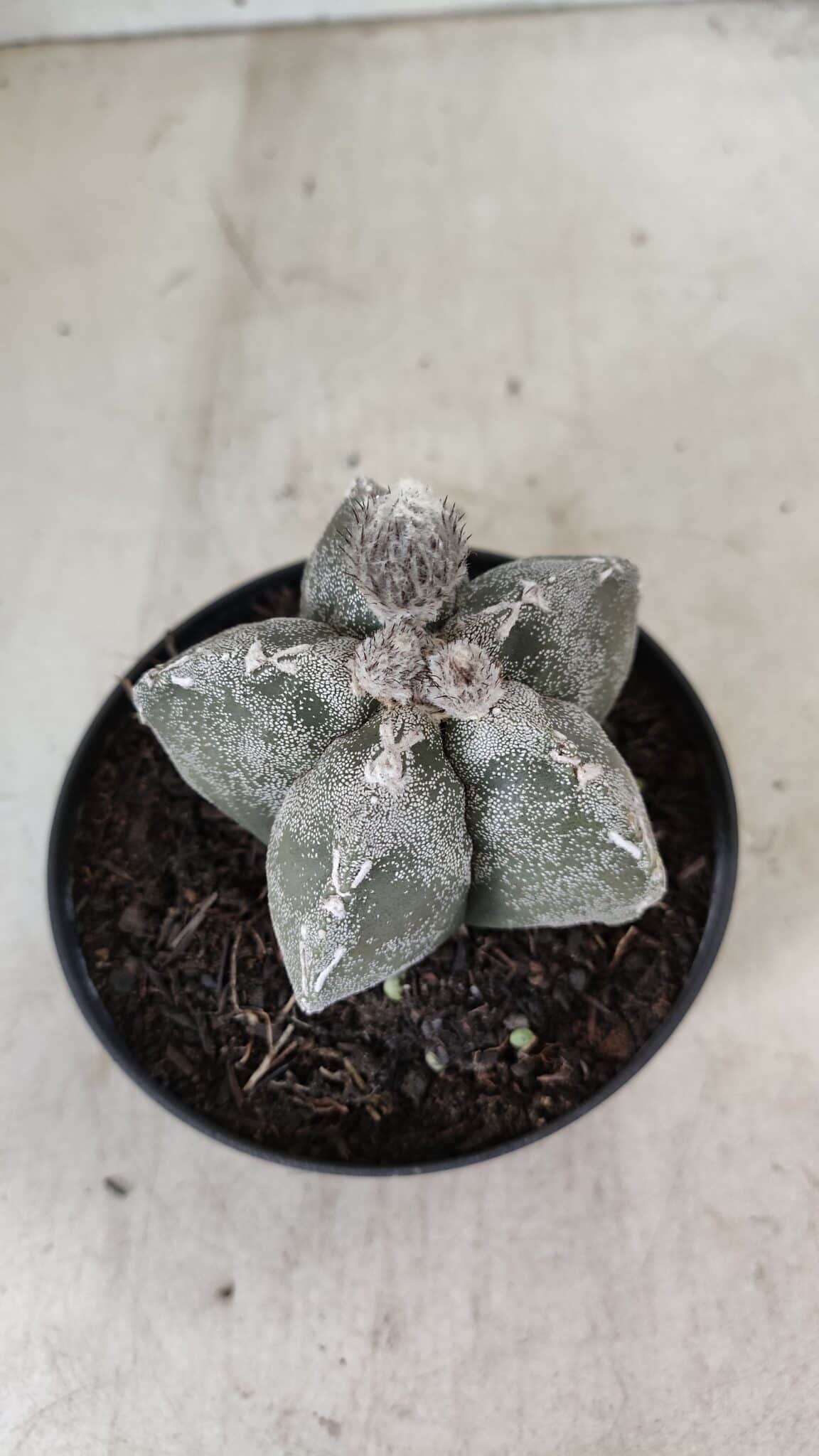 ASTROPHYTUM MYRIOSTIGMA  Nº 1063 – vaso 11 - foto 6