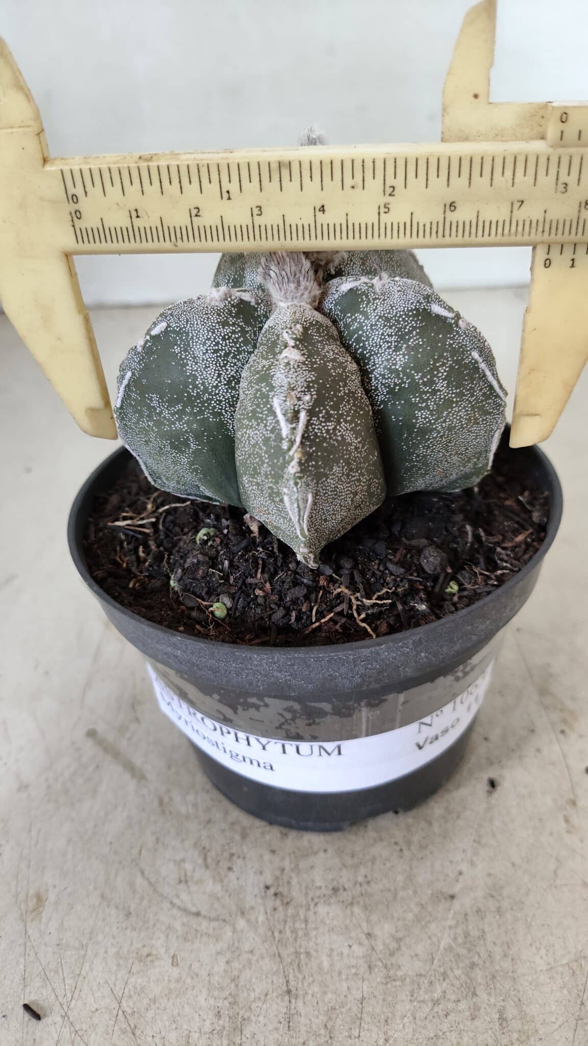 ASTROPHYTUM MYRIOSTIGMA  Nº 1063 – vaso 11 - foto 4