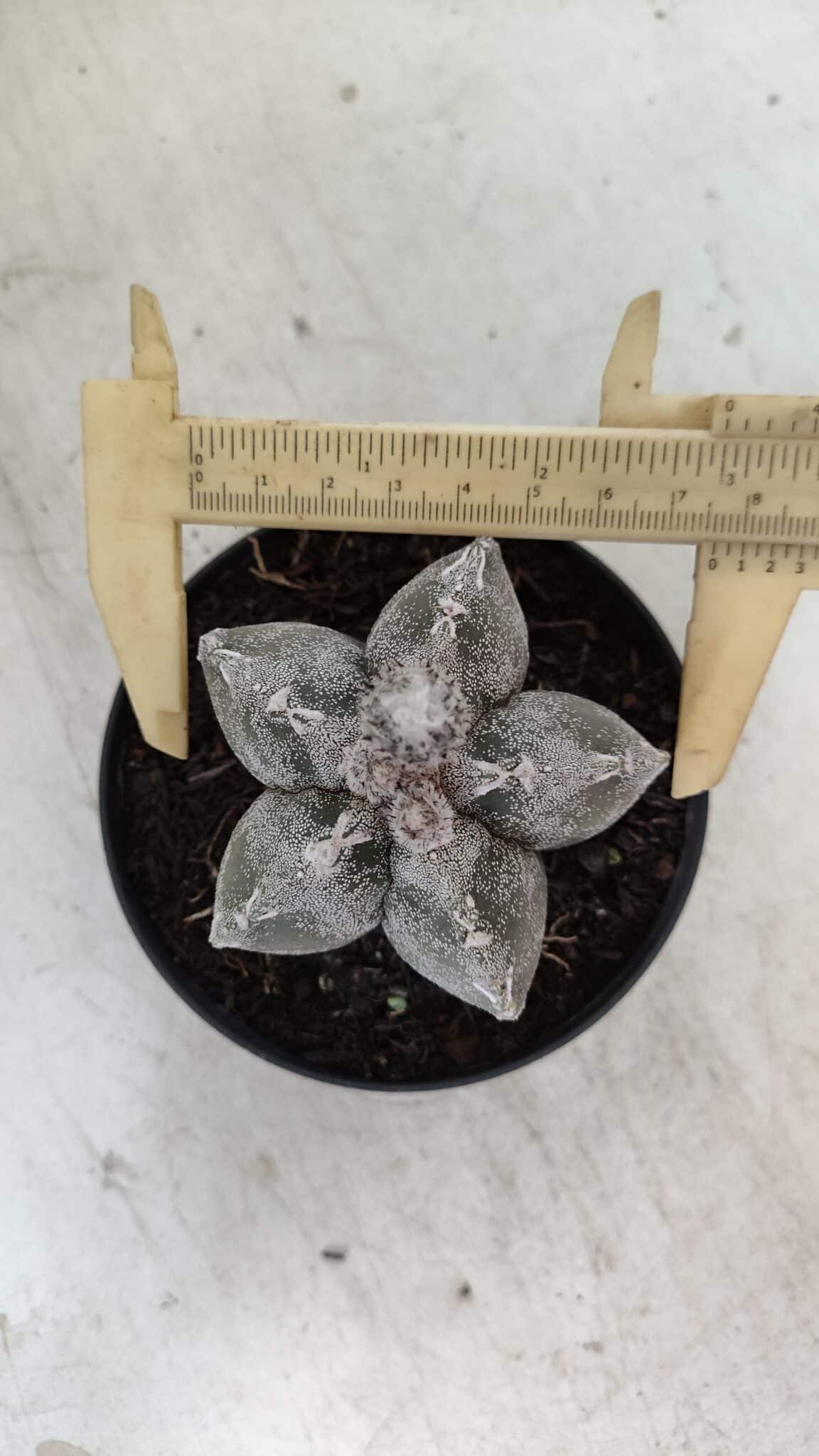 ASTROPHYTUM MYRIOSTIGMA  Nº 1063 – vaso 11 - foto 5
