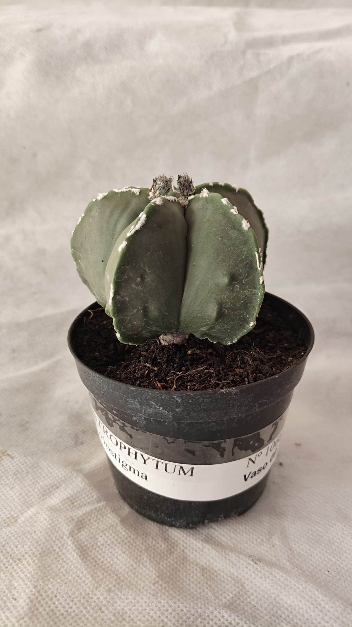 ASTROPHYTUM MYRIOSTIGMA  Nº 1066 – vaso 09 - foto 2