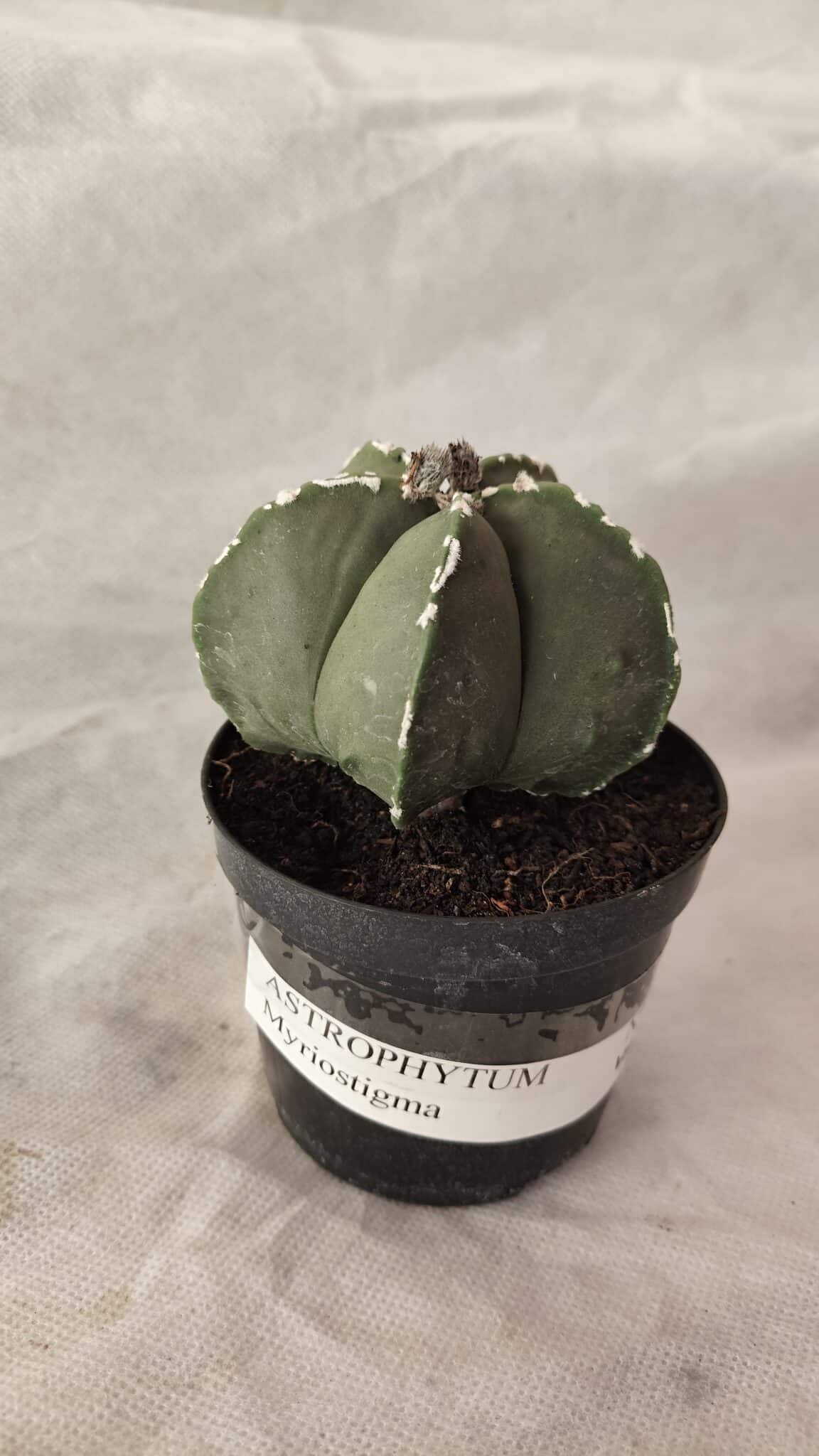 ASTROPHYTUM MYRIOSTIGMA  Nº 1066 – vaso 09 - foto 9