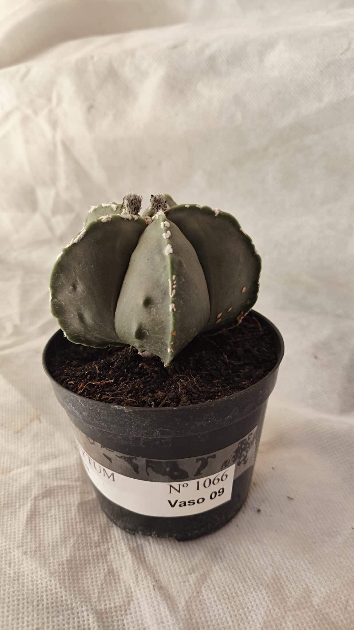 ASTROPHYTUM MYRIOSTIGMA  Nº 1066 – vaso 09 - foto 8
