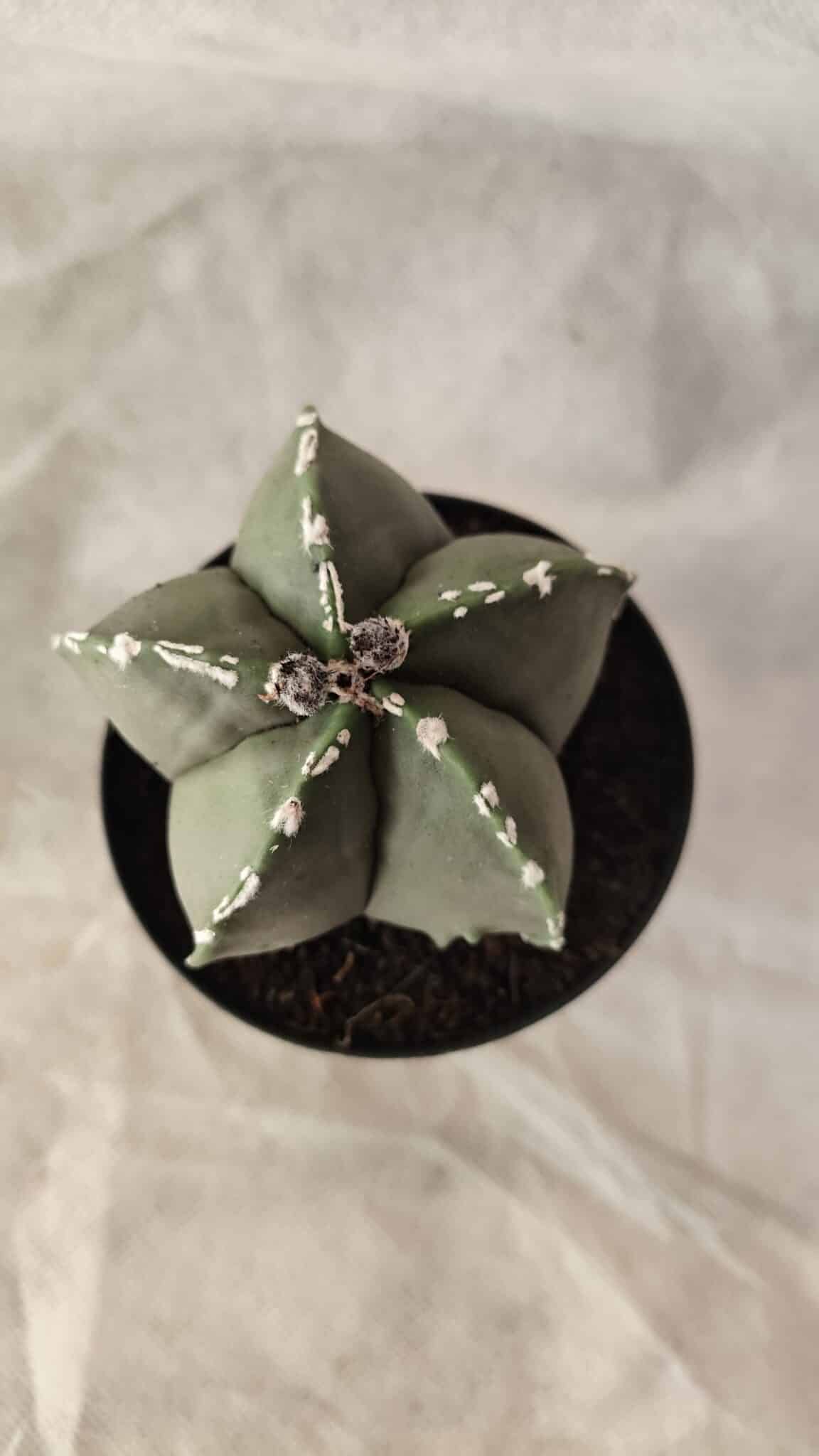 ASTROPHYTUM MYRIOSTIGMA  Nº 1066 – vaso 09 - foto 3