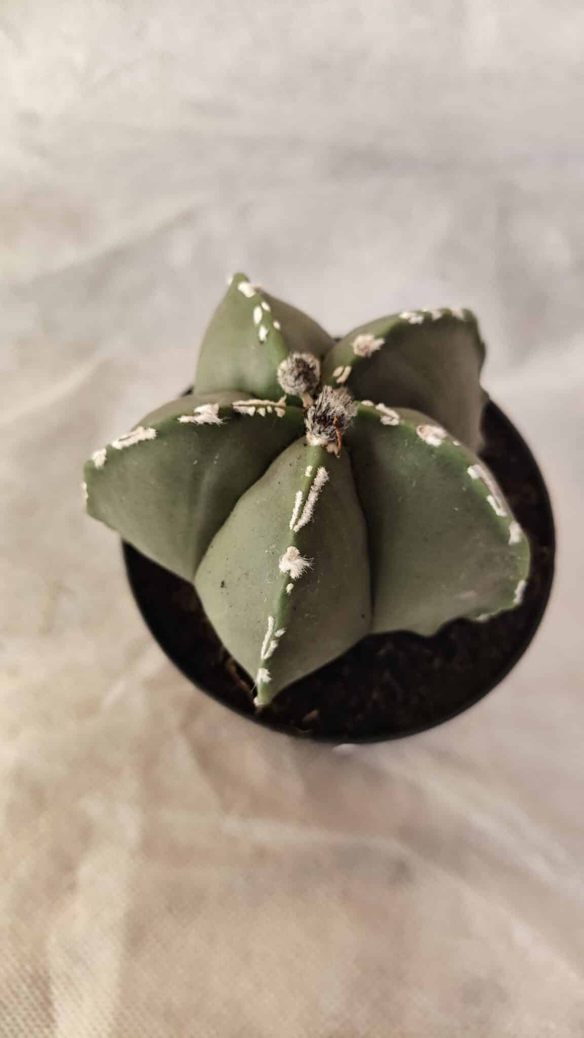 ASTROPHYTUM MYRIOSTIGMA  Nº 1066 – vaso 09 - foto 7