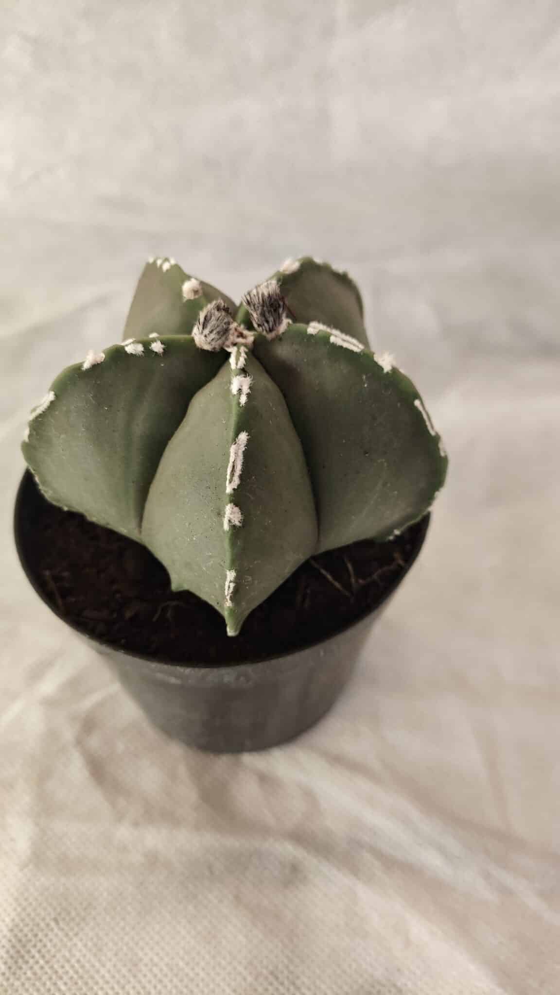 ASTROPHYTUM MYRIOSTIGMA  Nº 1066 – vaso 09 - foto 6