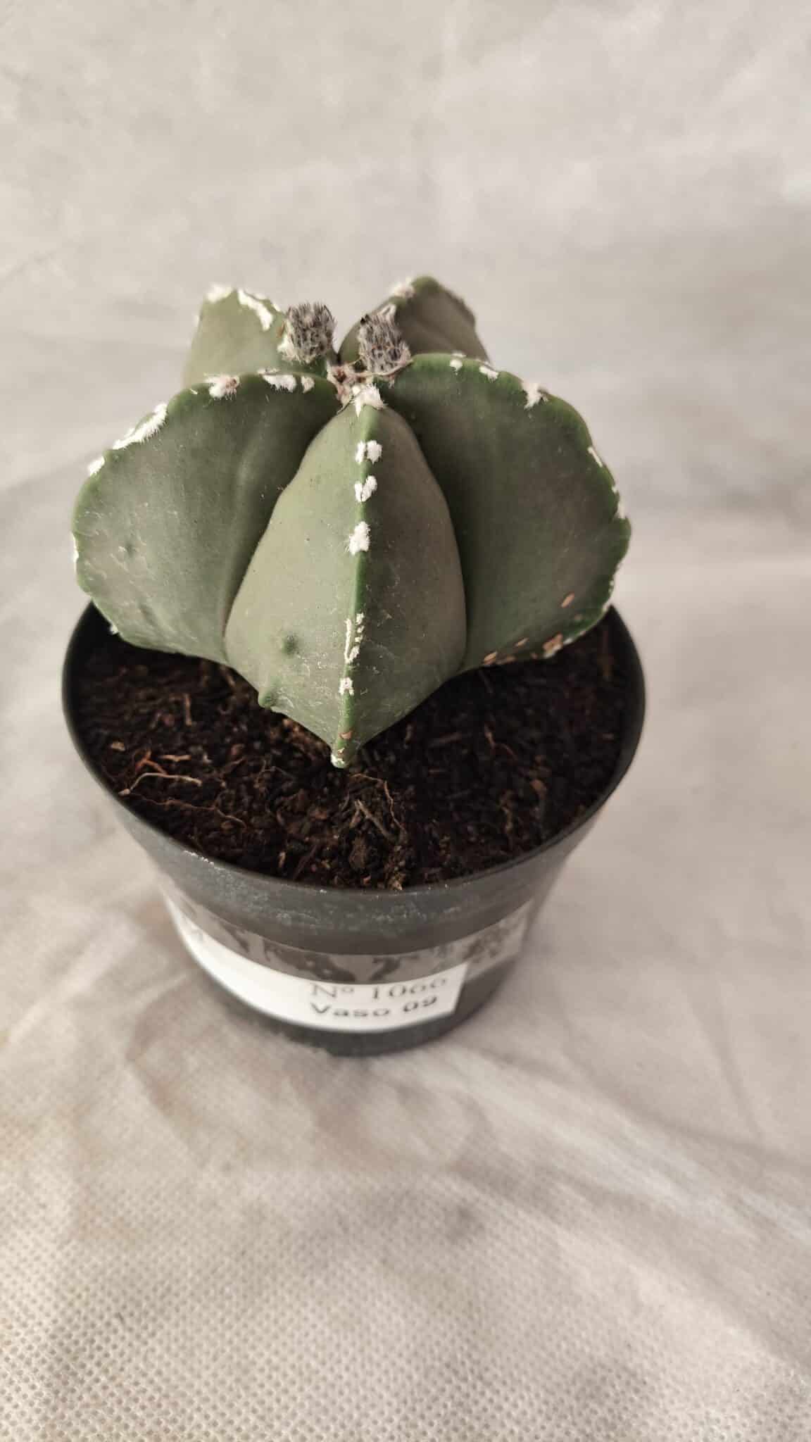 ASTROPHYTUM MYRIOSTIGMA  Nº 1066 – vaso 09 - foto 5