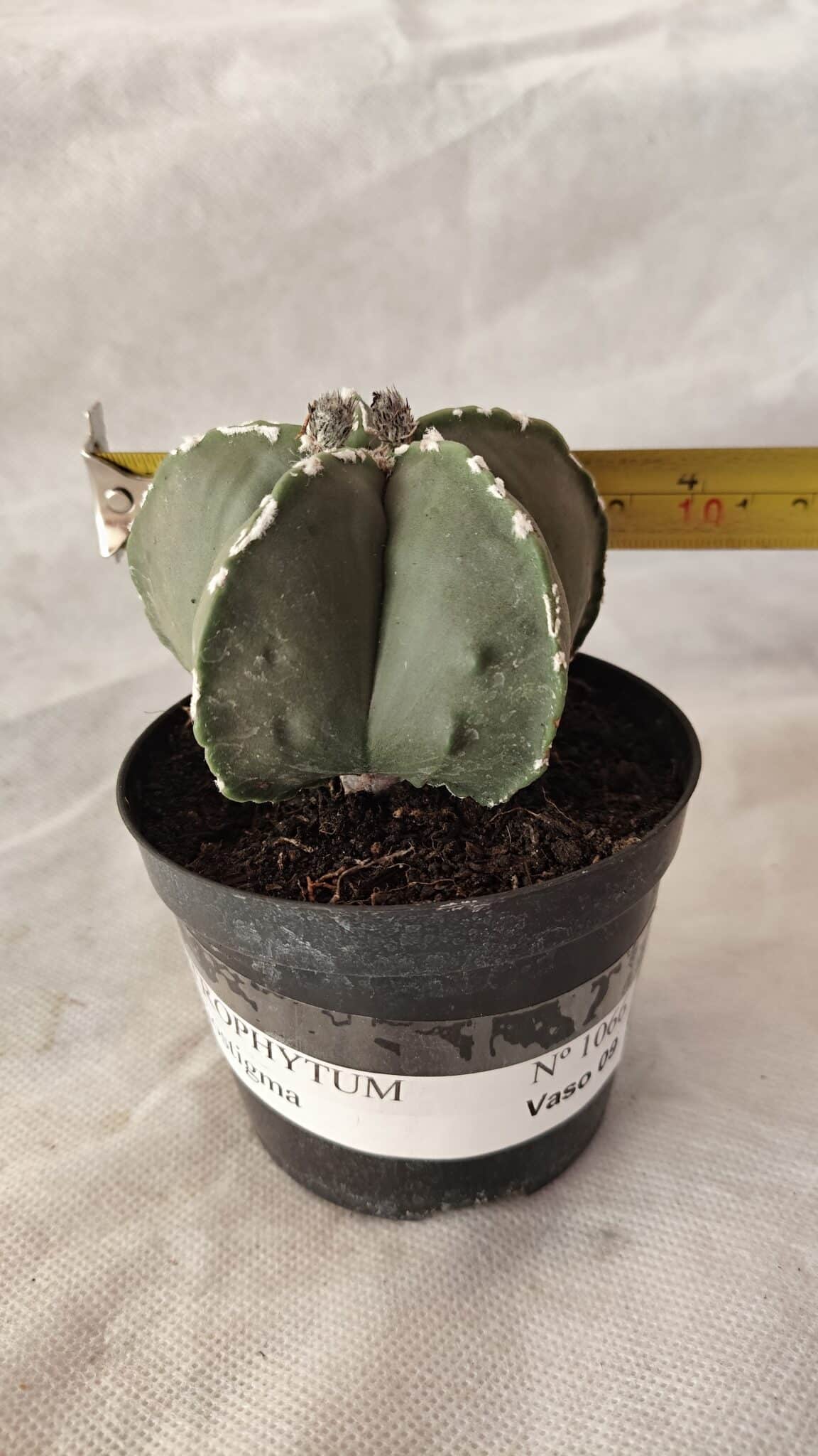 ASTROPHYTUM MYRIOSTIGMA  Nº 1066 – vaso 09 - foto 4