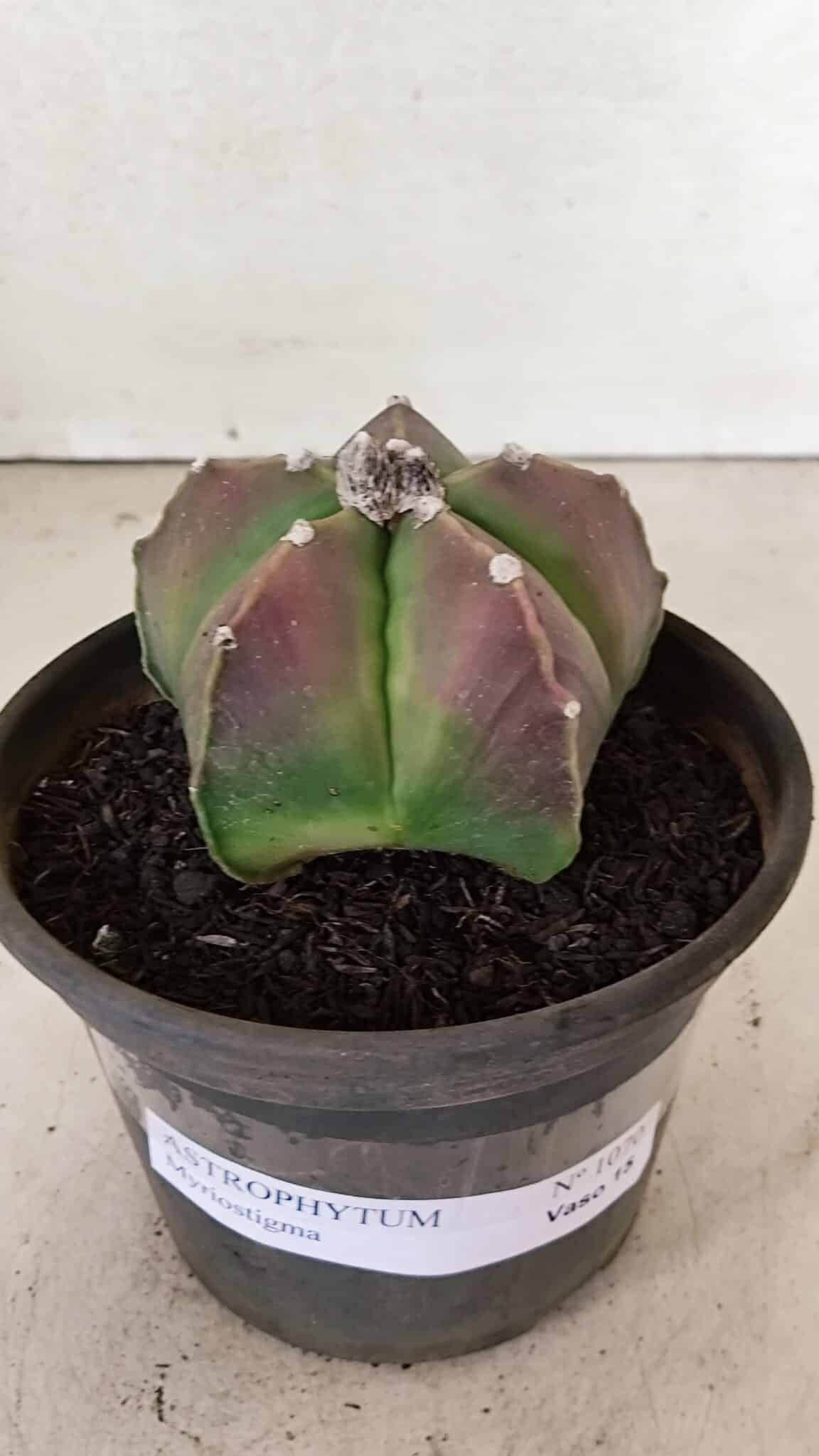 ASTROPHYTUM MYRIOSTIGMA  Nº 1070 – vaso 15 - foto 2