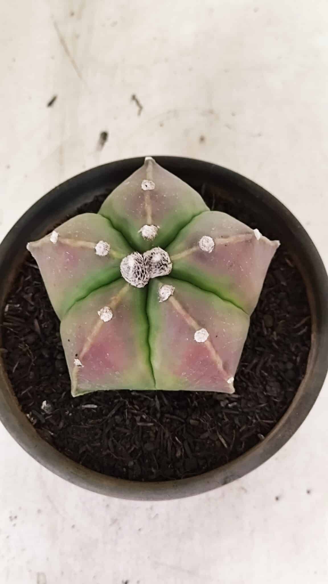 ASTROPHYTUM MYRIOSTIGMA  Nº 1070 – vaso 15 - foto 3