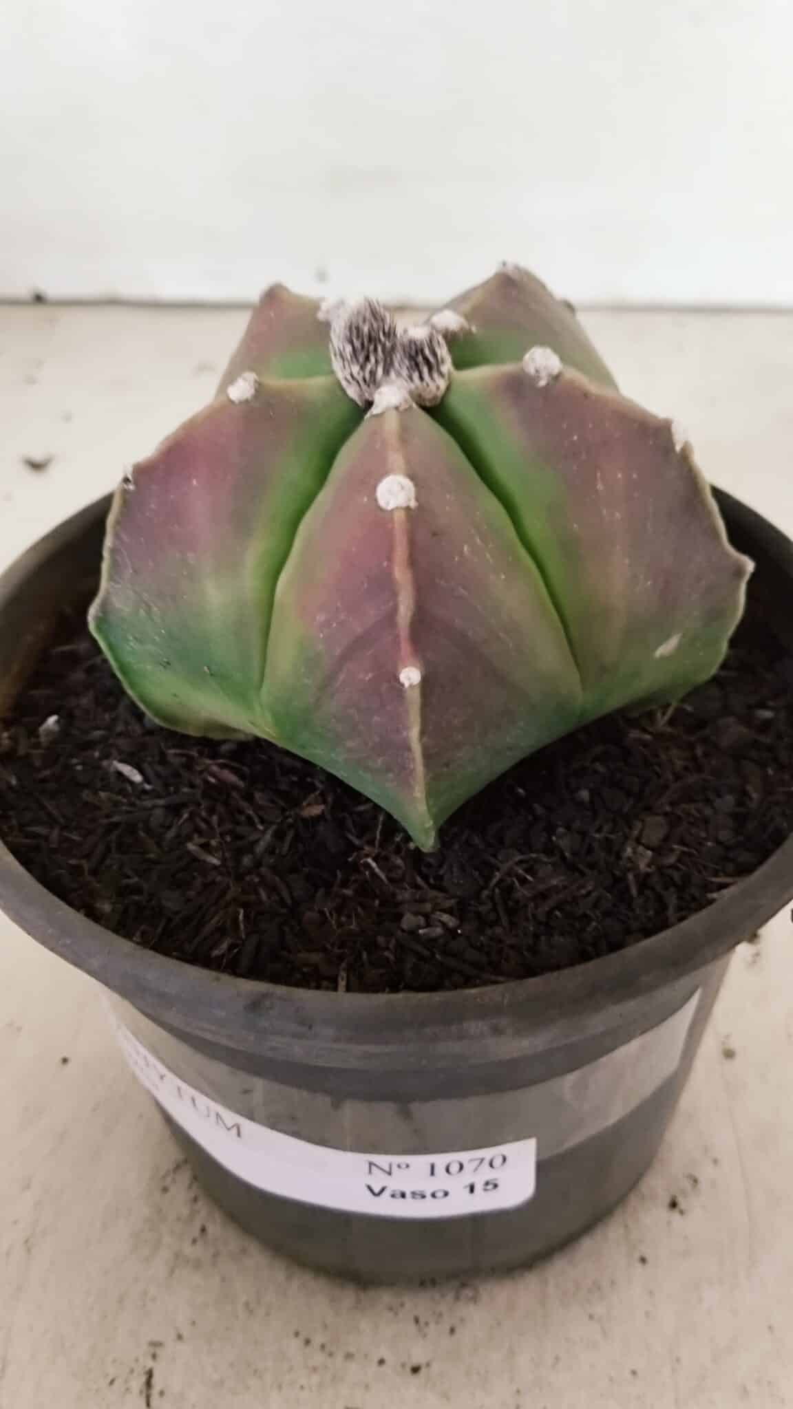 ASTROPHYTUM MYRIOSTIGMA  Nº 1070 – vaso 15 - foto 9