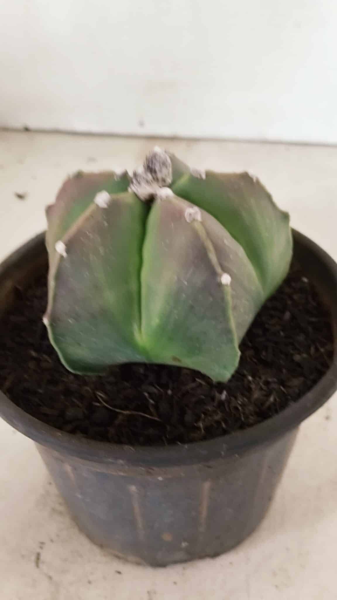 ASTROPHYTUM MYRIOSTIGMA  Nº 1070 – vaso 15 - foto 8