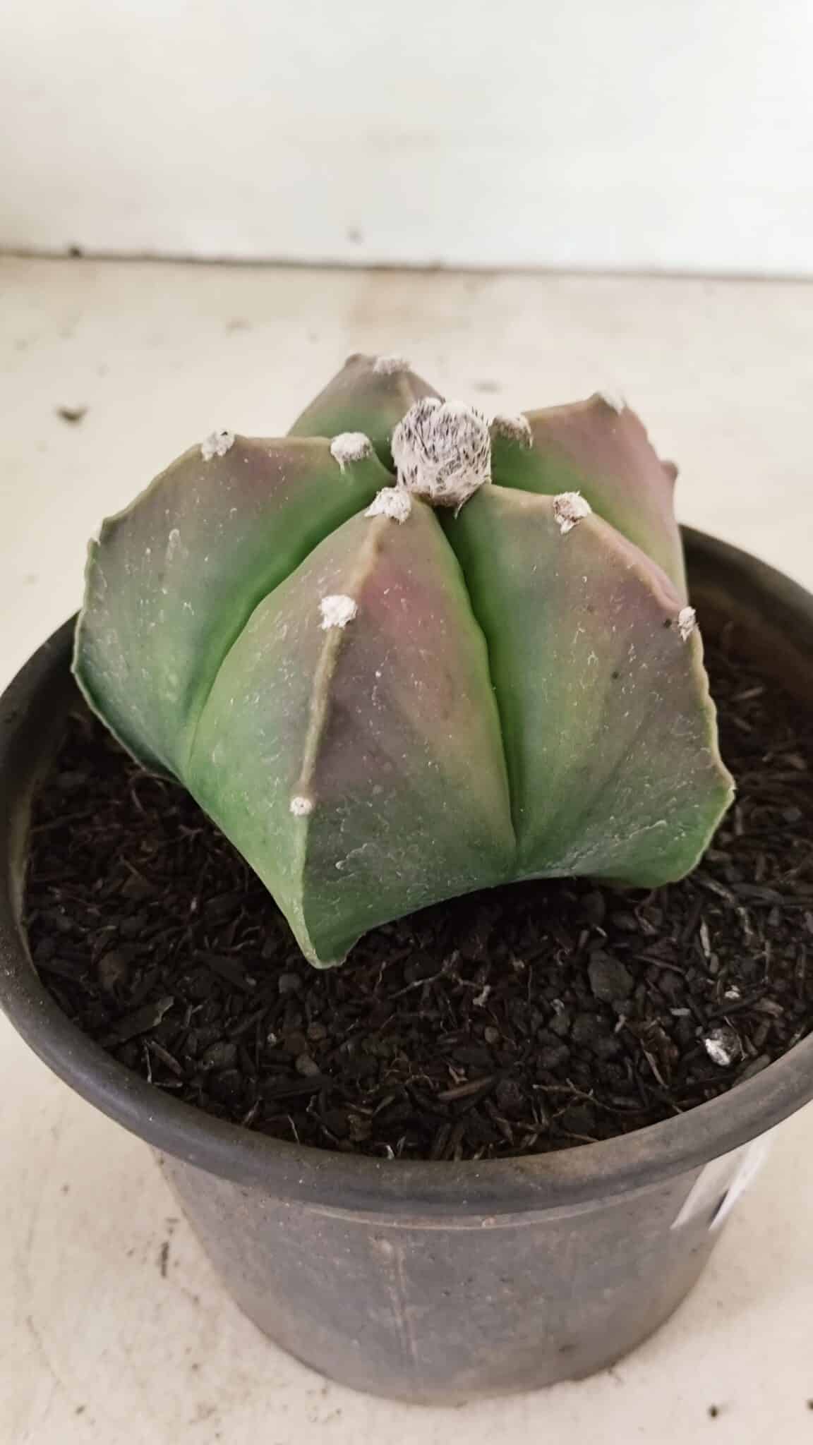 ASTROPHYTUM MYRIOSTIGMA  Nº 1070 – vaso 15 - foto 7
