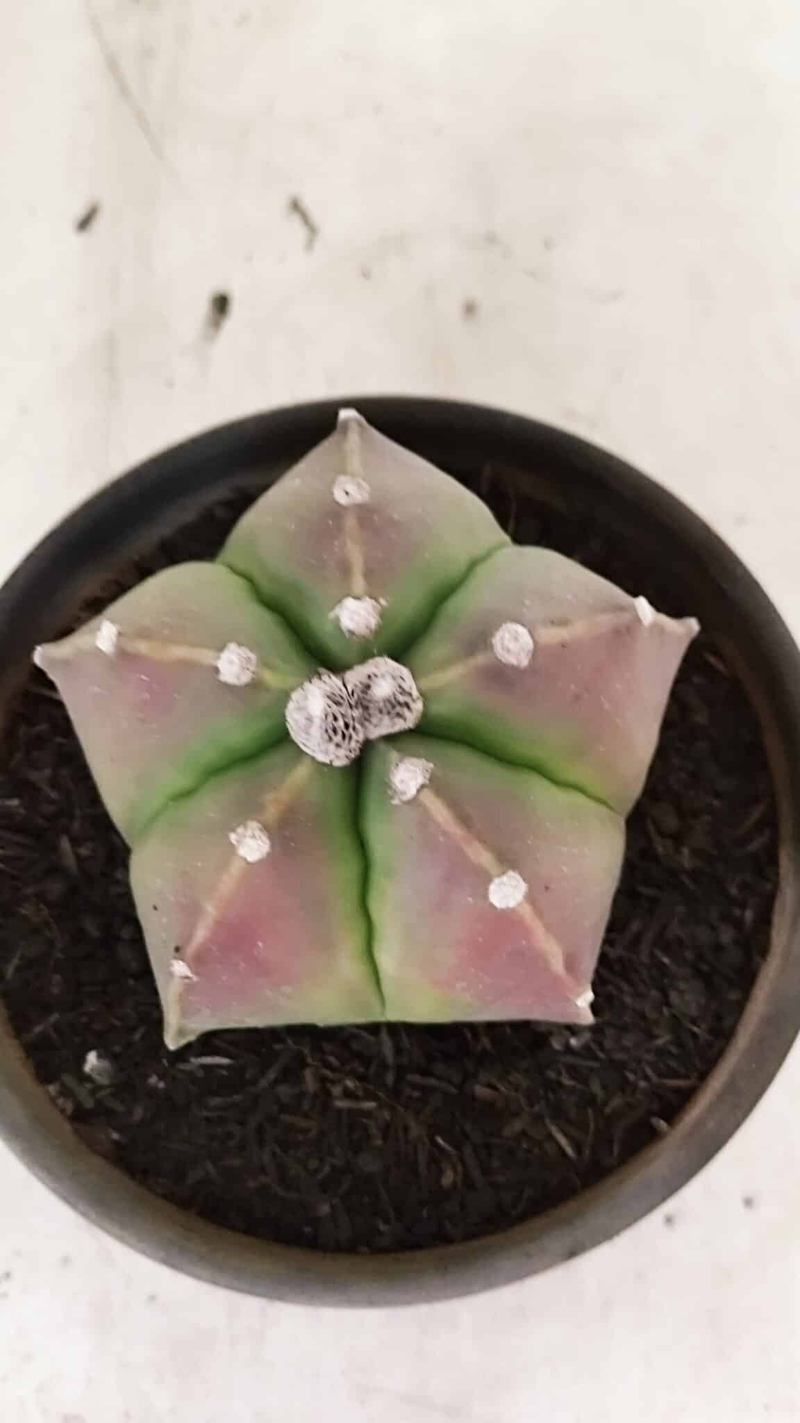 ASTROPHYTUM MYRIOSTIGMA  Nº 1070 – vaso 15 - foto 6