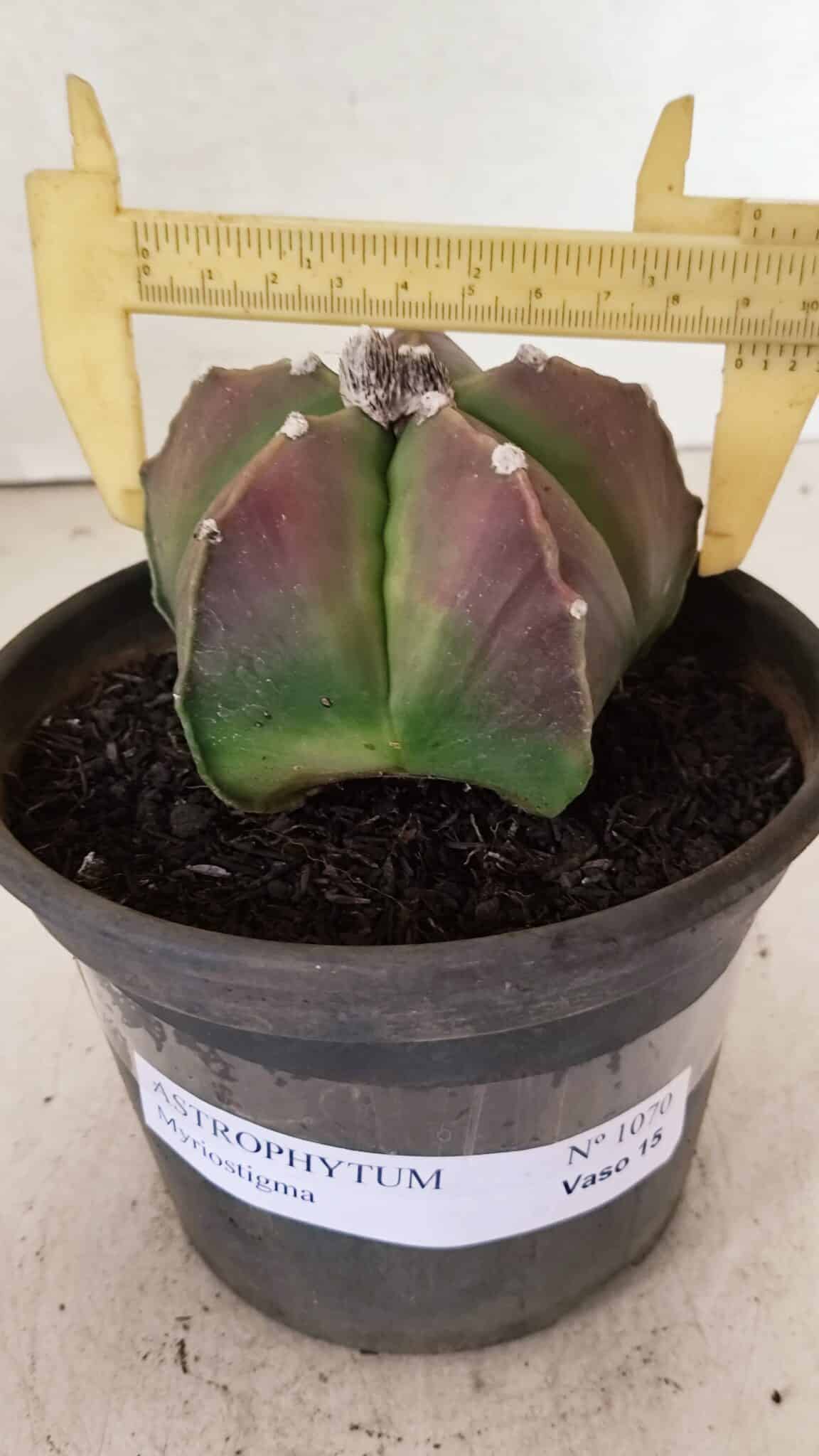 ASTROPHYTUM MYRIOSTIGMA  Nº 1070 – vaso 15 - foto 4