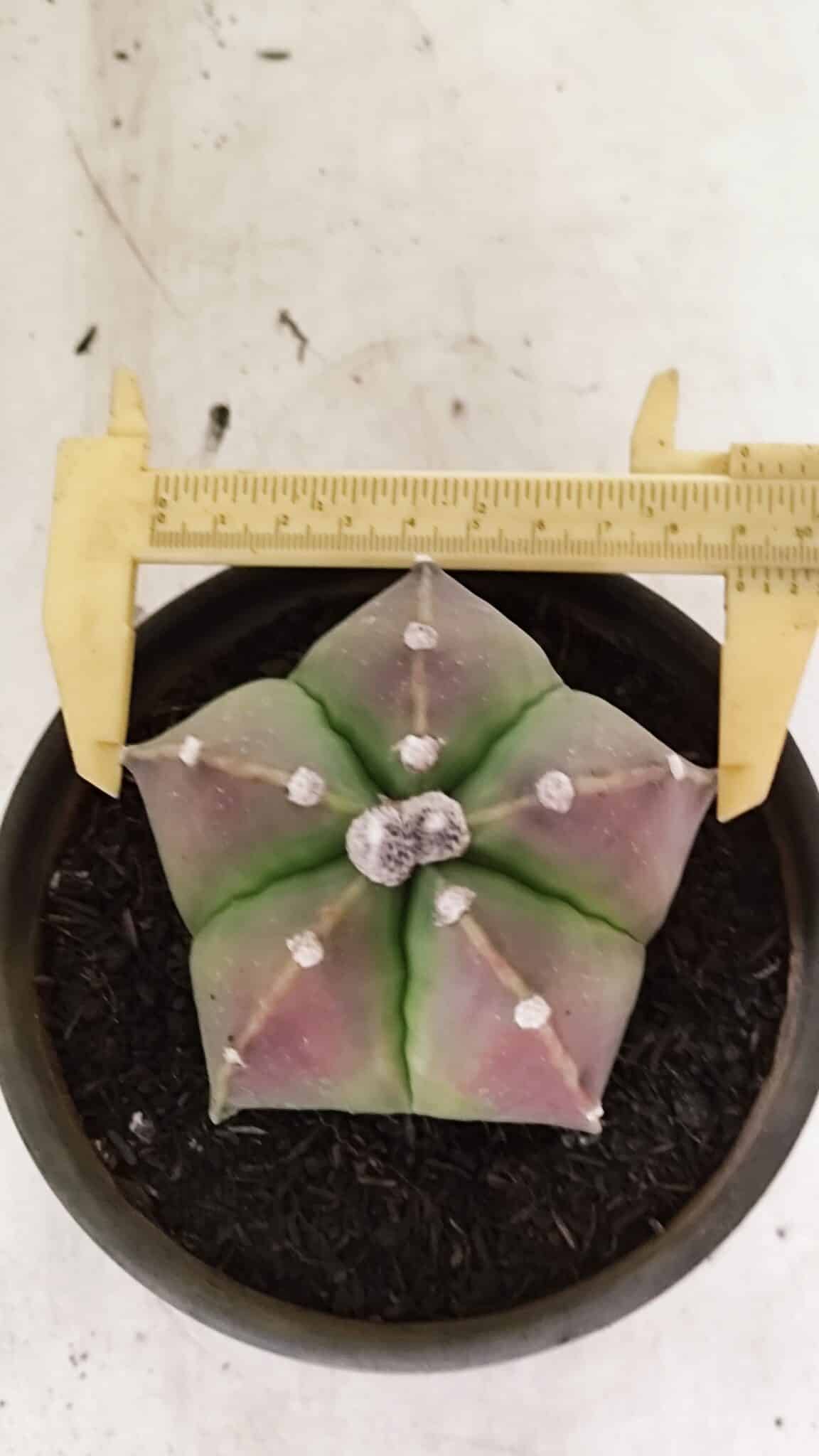 ASTROPHYTUM MYRIOSTIGMA  Nº 1070 – vaso 15 - foto 5