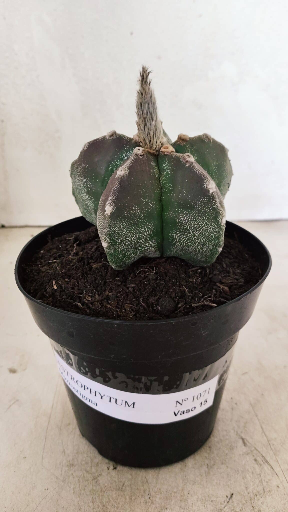 ASTROPHYTUM MYRIOSTIGMA  Nº 1071 – vaso 15 - foto 2