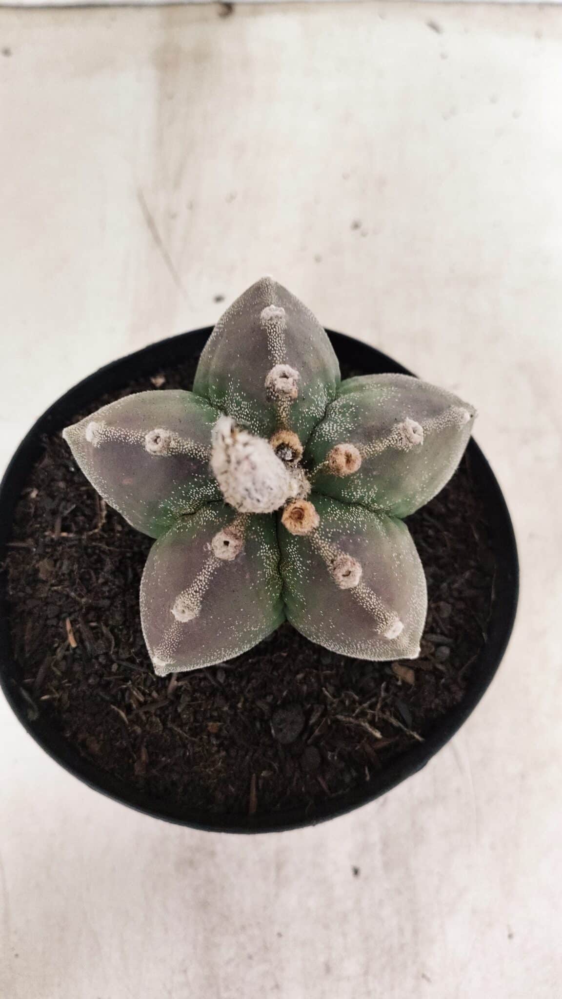 ASTROPHYTUM MYRIOSTIGMA  Nº 1071 – vaso 15 - foto 3