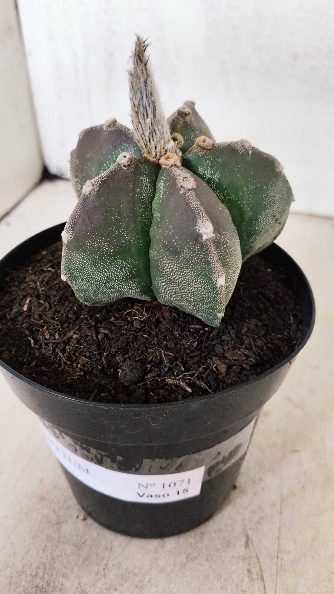 ASTROPHYTUM MYRIOSTIGMA  Nº 1071 – vaso 15 - foto 9