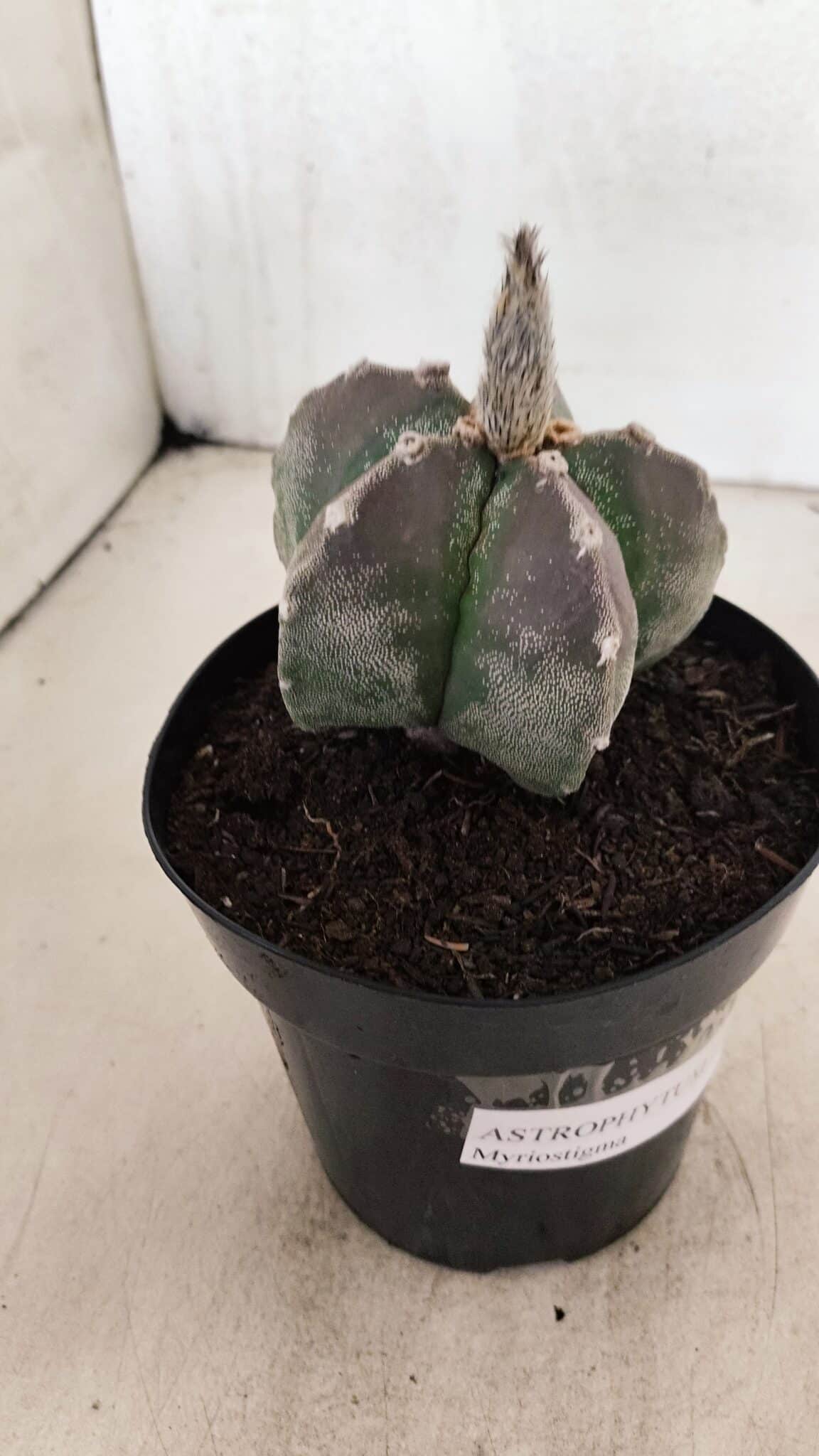 ASTROPHYTUM MYRIOSTIGMA  Nº 1071 – vaso 15 - foto 8