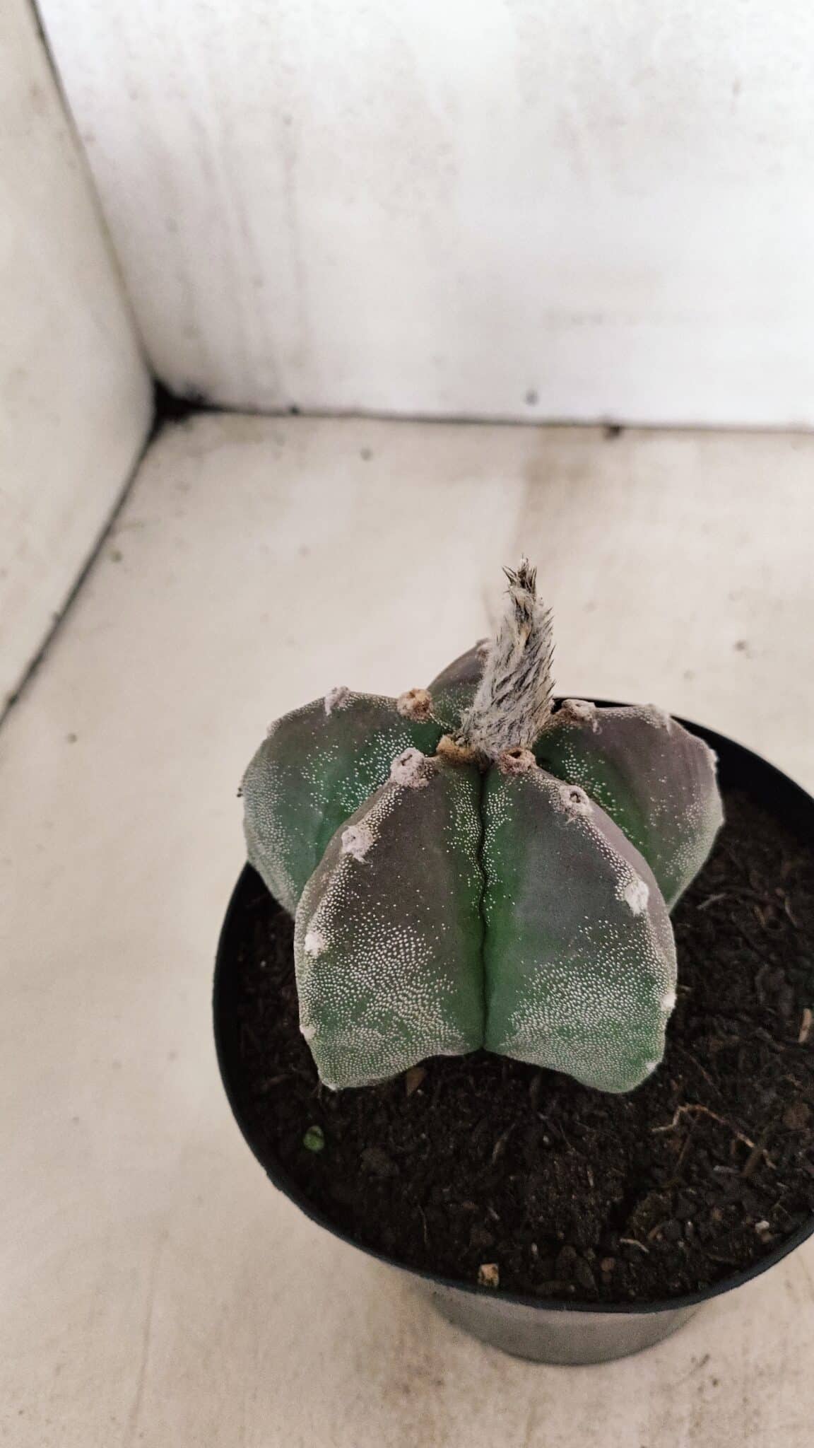 ASTROPHYTUM MYRIOSTIGMA  Nº 1071 – vaso 15 - foto 7