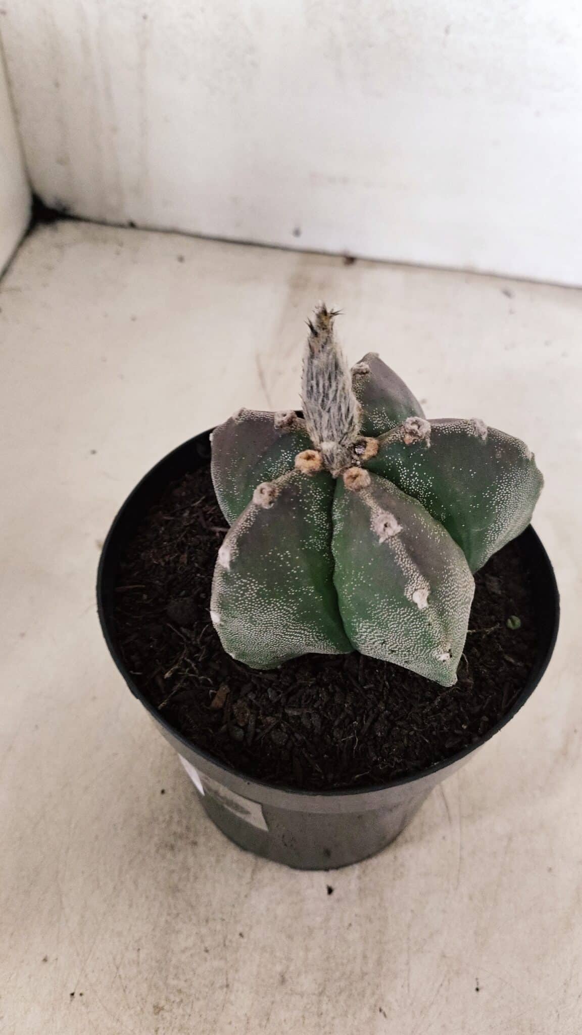 ASTROPHYTUM MYRIOSTIGMA  Nº 1071 – vaso 15 - foto 6