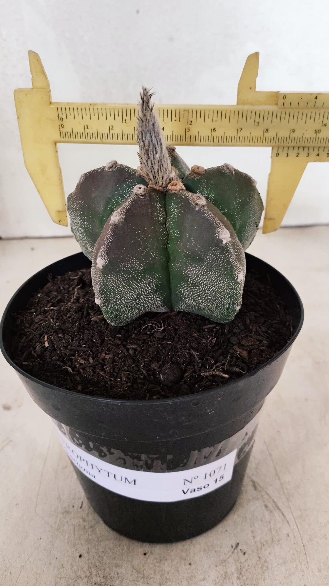 ASTROPHYTUM MYRIOSTIGMA  Nº 1071 – vaso 15 - foto 4