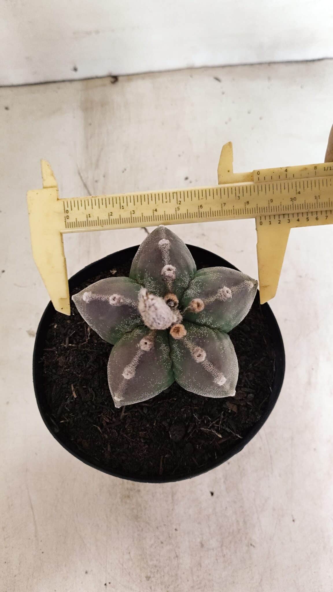 ASTROPHYTUM MYRIOSTIGMA  Nº 1071 – vaso 15 - foto 5