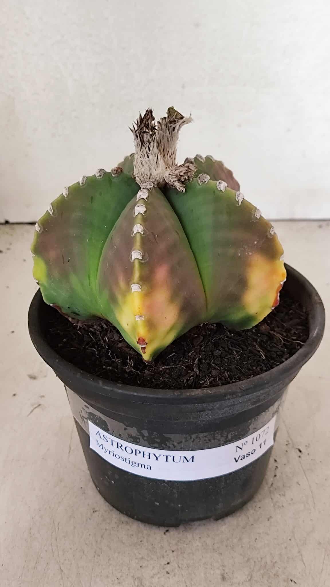 ASTROPHYTUM MYRIOSTIGMA  Nº 1072 – vaso 15 - foto 2