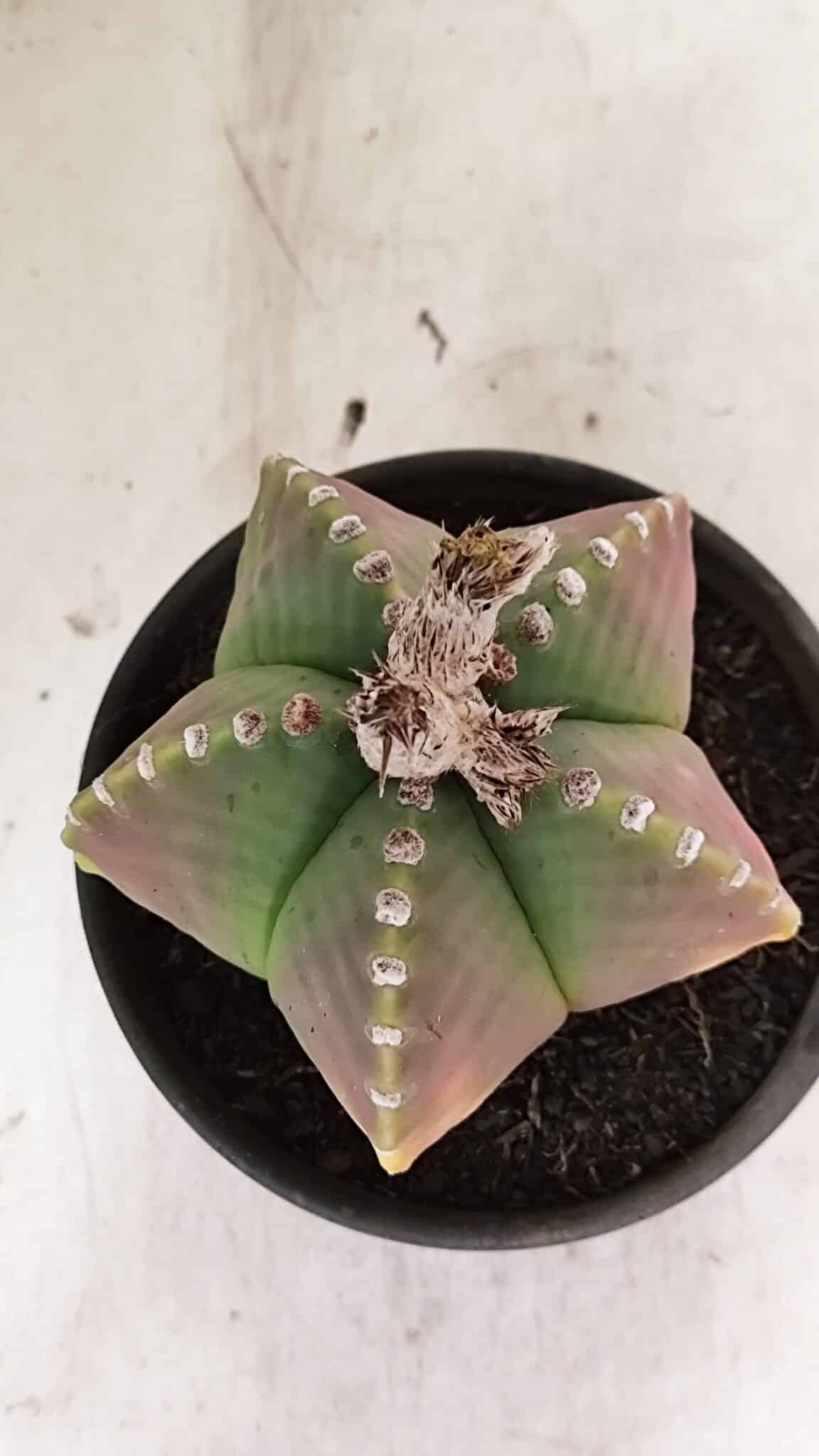 ASTROPHYTUM MYRIOSTIGMA  Nº 1072 – vaso 15 - foto 10