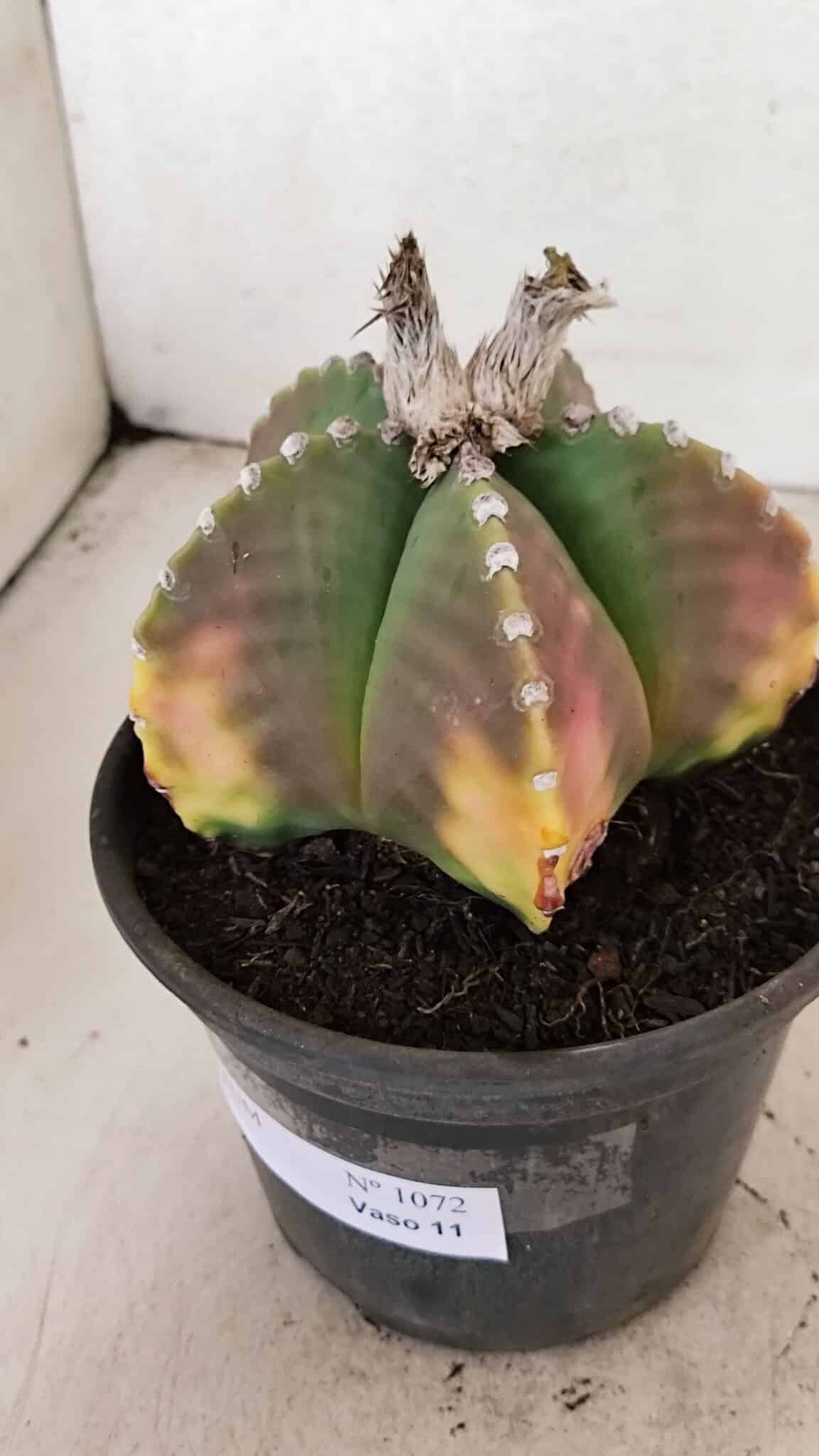 ASTROPHYTUM MYRIOSTIGMA  Nº 1072 – vaso 15 - foto 3