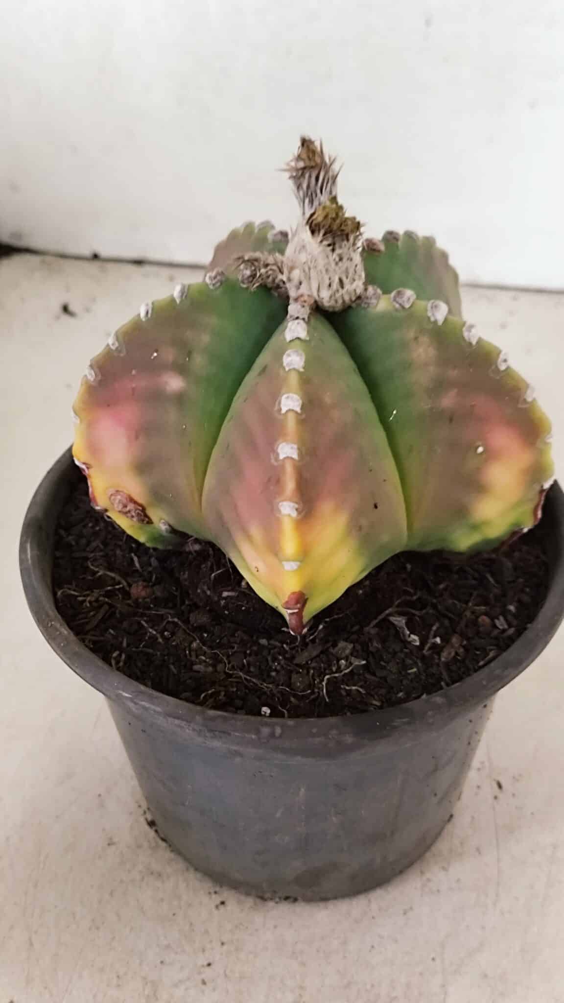 ASTROPHYTUM MYRIOSTIGMA  Nº 1072 – vaso 15 - foto 9