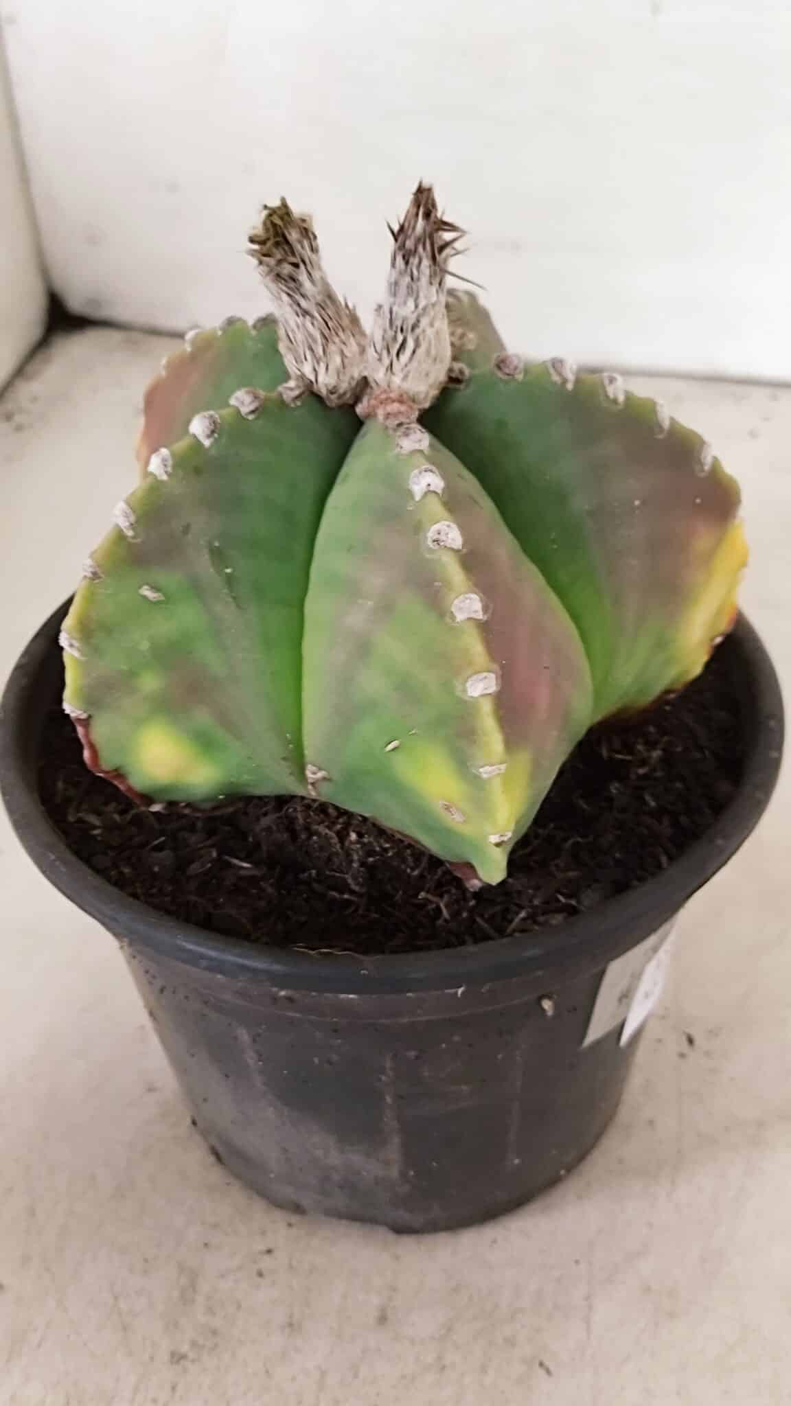 ASTROPHYTUM MYRIOSTIGMA  Nº 1072 – vaso 15 - foto 8