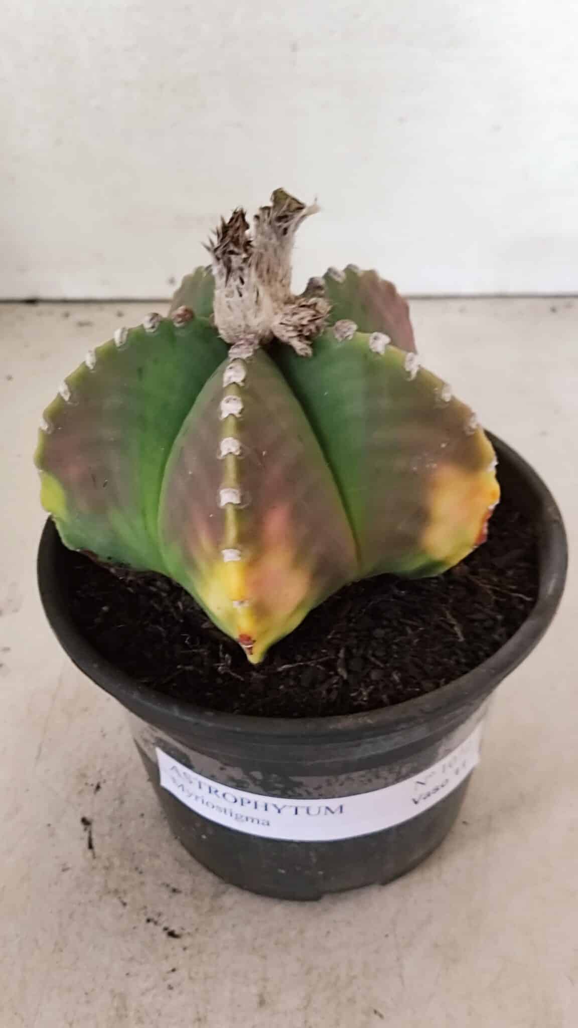 ASTROPHYTUM MYRIOSTIGMA  Nº 1072 – vaso 15 - foto 7
