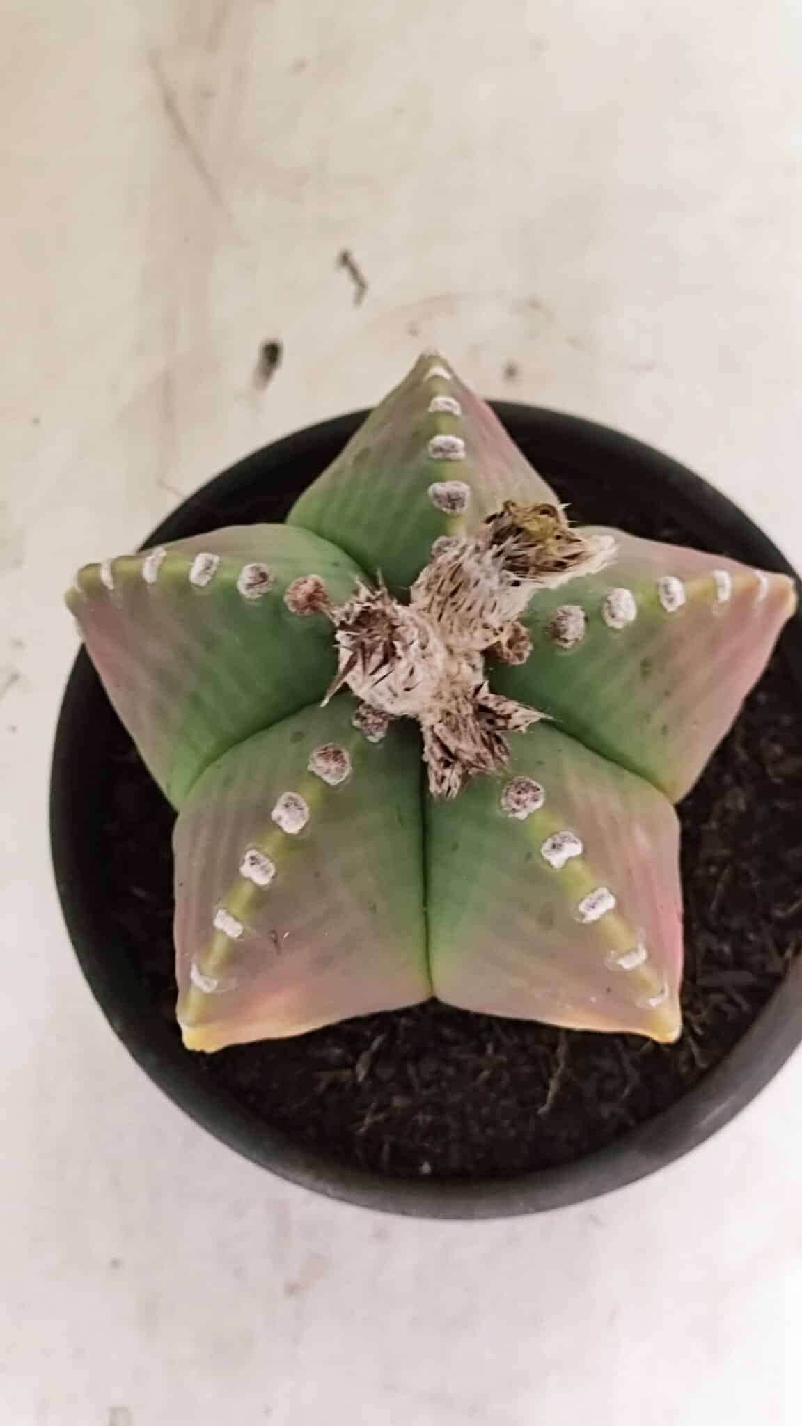 ASTROPHYTUM MYRIOSTIGMA  Nº 1072 – vaso 15 - foto 4