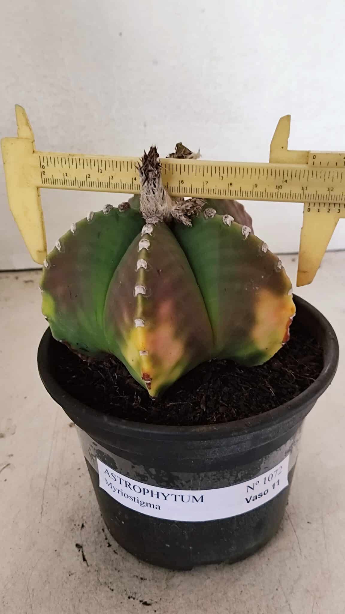 ASTROPHYTUM MYRIOSTIGMA  Nº 1072 – vaso 15 - foto 5