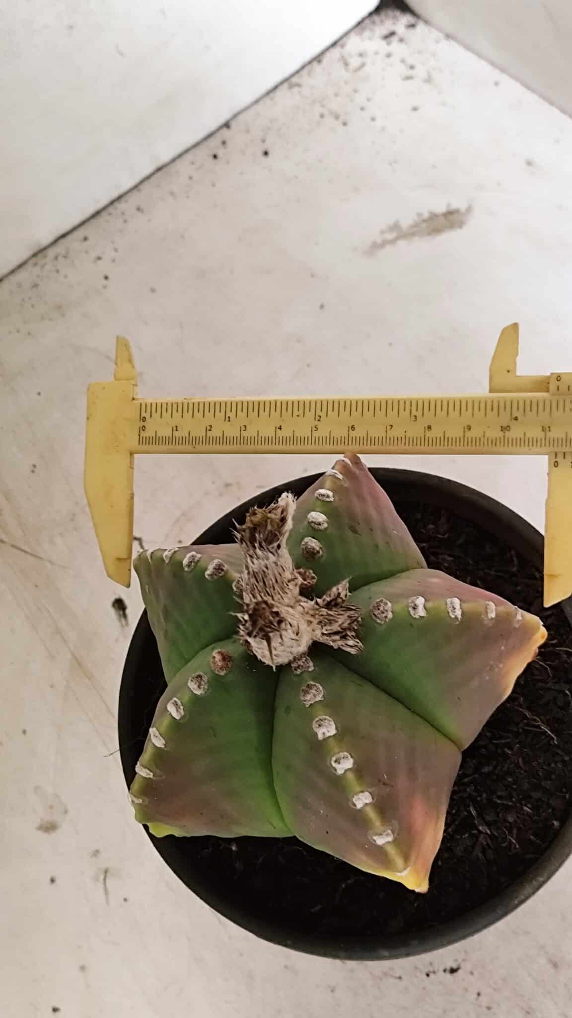 ASTROPHYTUM MYRIOSTIGMA  Nº 1072 – vaso 15 - foto 6
