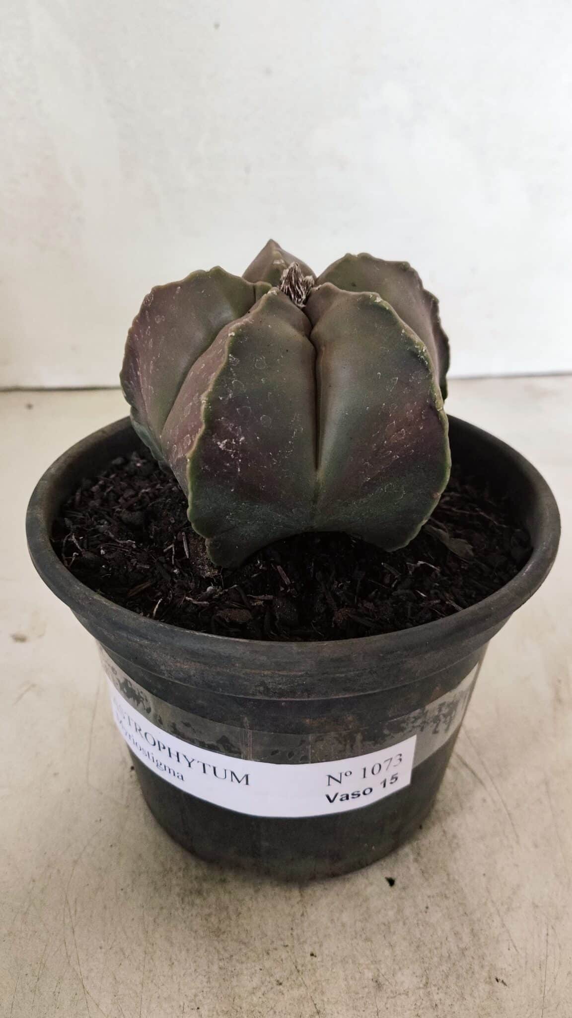 ASTROPHYTUM MYRIOSTIGMA  Nº 1073 – vaso 15 - foto 2
