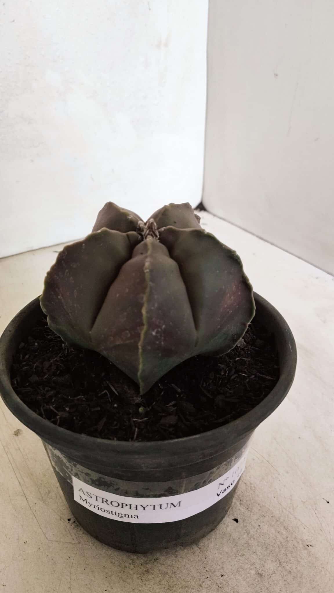ASTROPHYTUM MYRIOSTIGMA  Nº 1073 – vaso 15 - foto 10