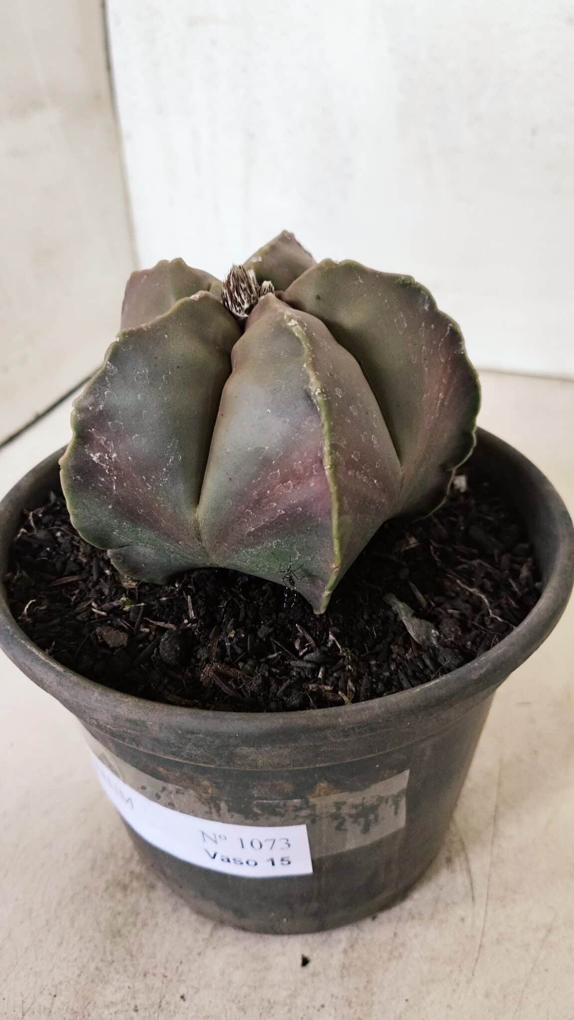 ASTROPHYTUM MYRIOSTIGMA  Nº 1073 – vaso 15 - foto 6