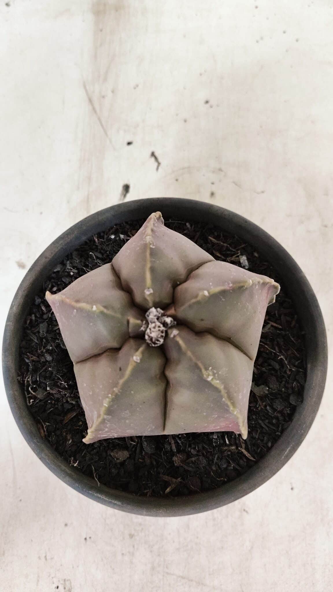 ASTROPHYTUM MYRIOSTIGMA  Nº 1073 – vaso 15 - foto 3