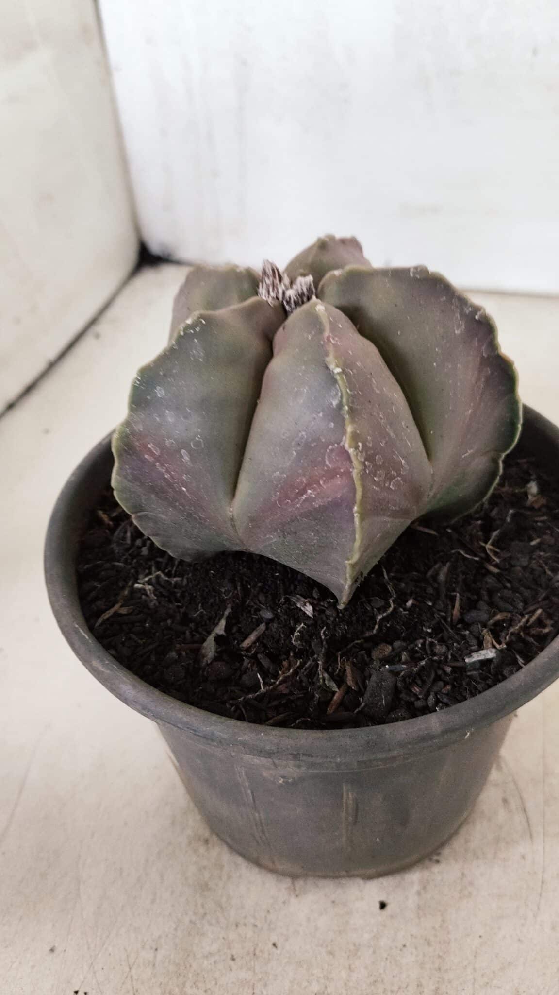 ASTROPHYTUM MYRIOSTIGMA  Nº 1073 – vaso 15 - foto 9