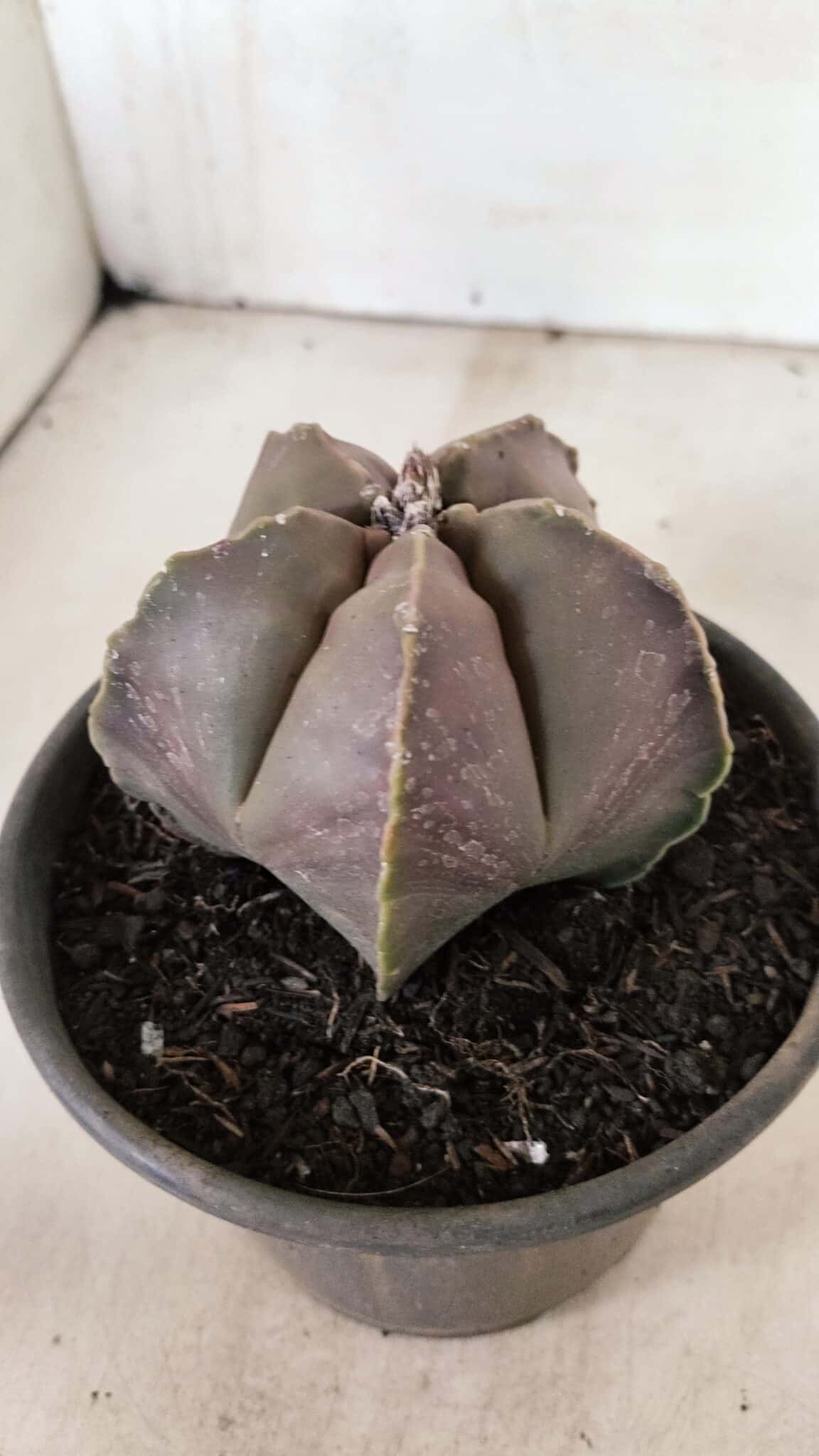 ASTROPHYTUM MYRIOSTIGMA  Nº 1073 – vaso 15 - foto 8