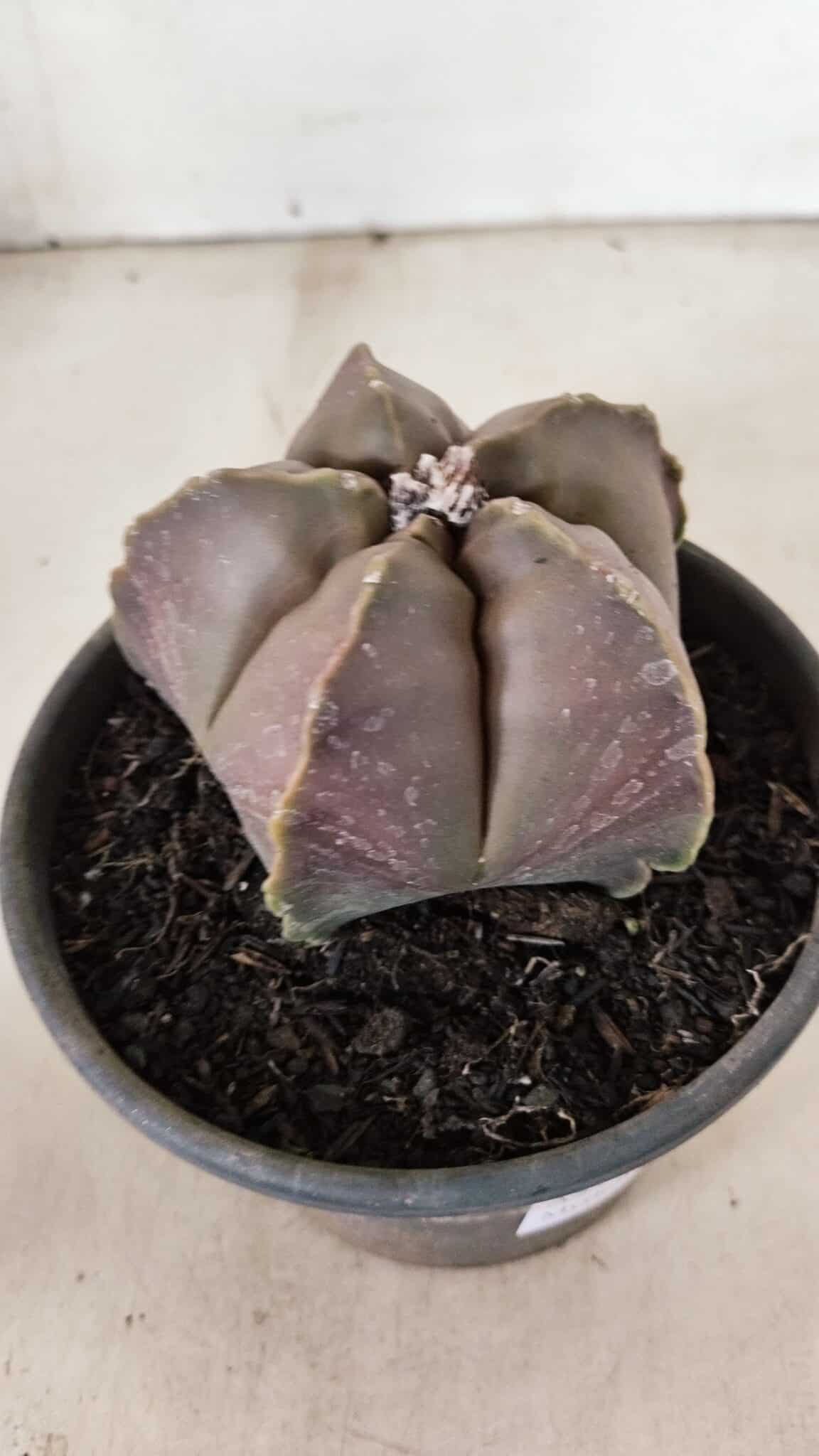 ASTROPHYTUM MYRIOSTIGMA  Nº 1073 – vaso 15 - foto 7