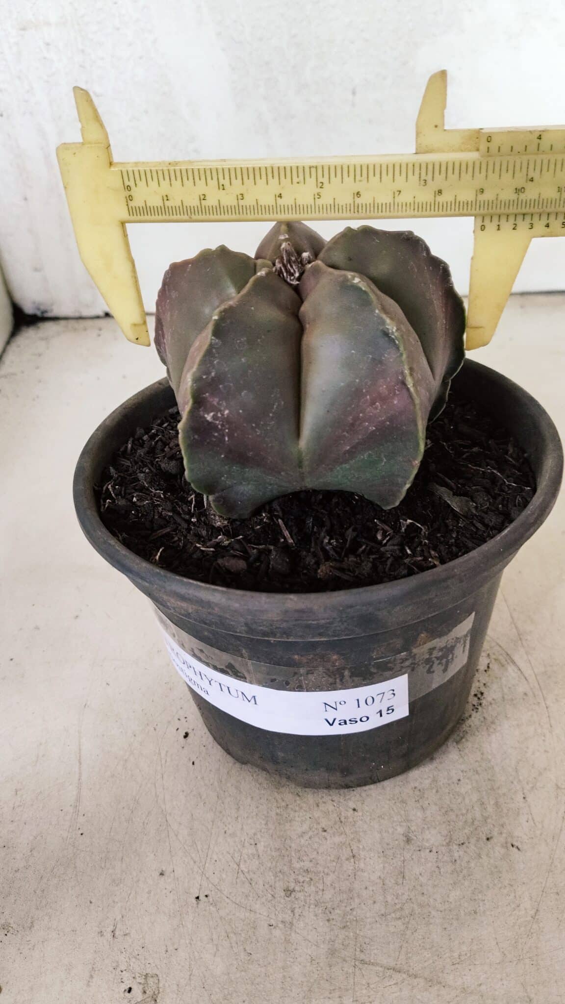 ASTROPHYTUM MYRIOSTIGMA  Nº 1073 – vaso 15 - foto 4