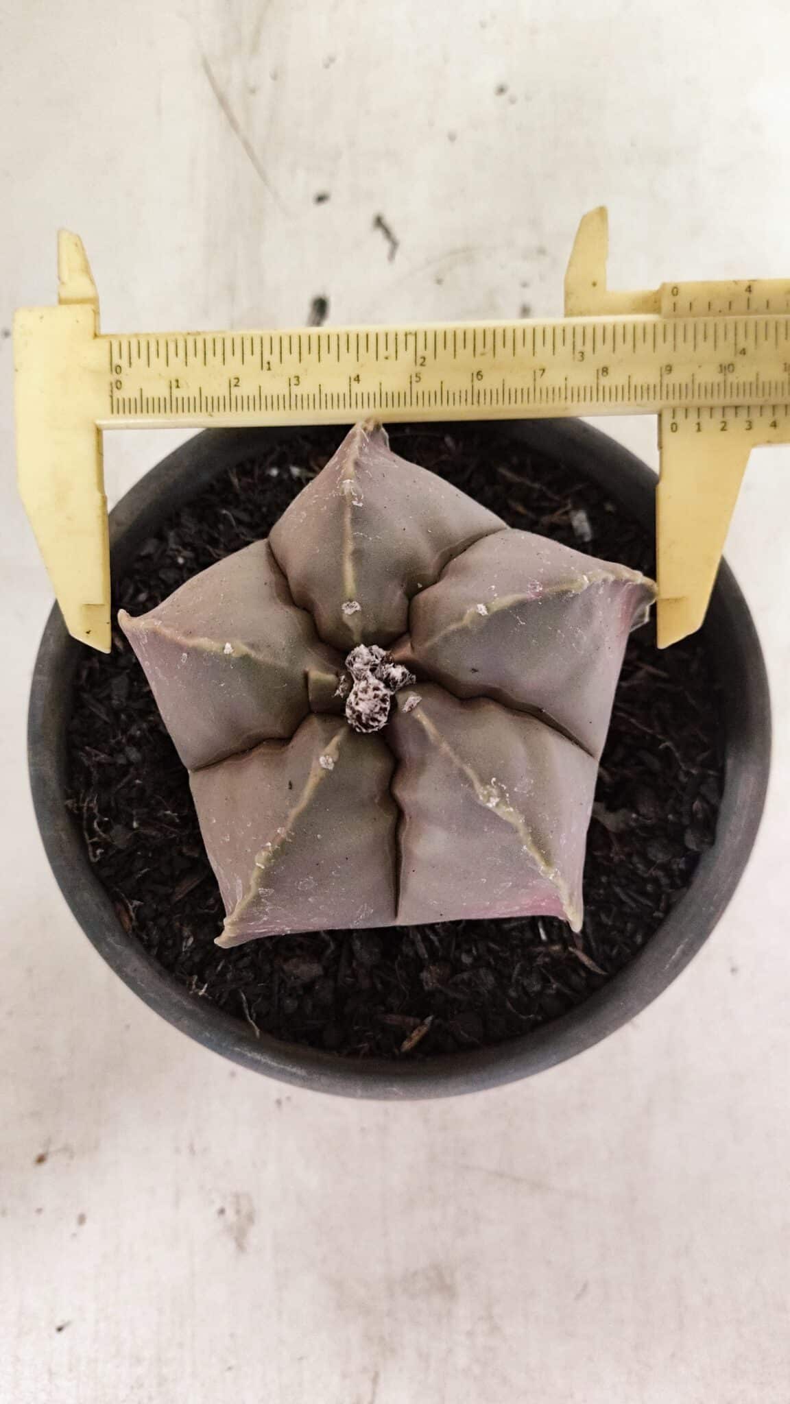 ASTROPHYTUM MYRIOSTIGMA  Nº 1073 – vaso 15 - foto 5