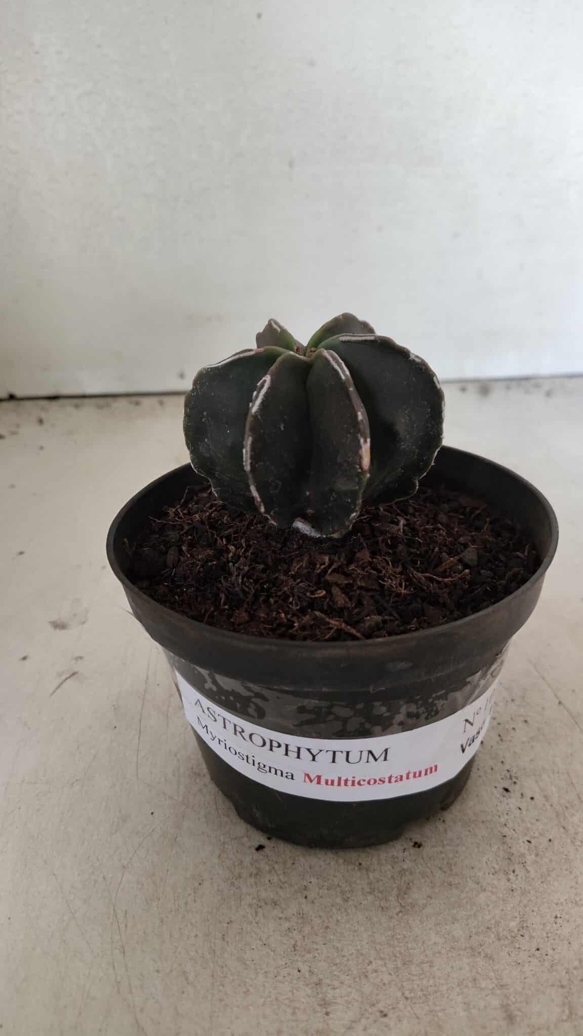 ASTROPHYTUM MYRIOSTIGMA "Multicostatum - 6 quinas "  Nº 1074 – vaso 11 - foto 2