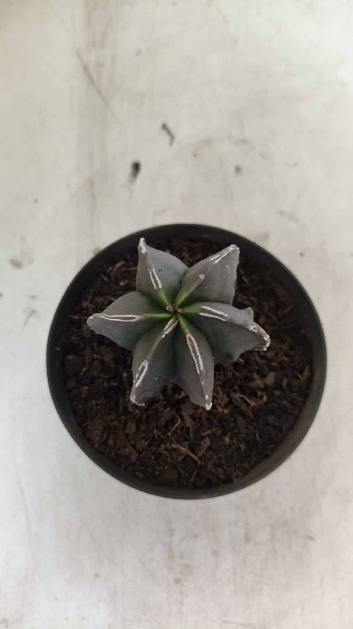 ASTROPHYTUM MYRIOSTIGMA "Multicostatum - 6 quinas "  Nº 1074 – vaso 11 - foto 3