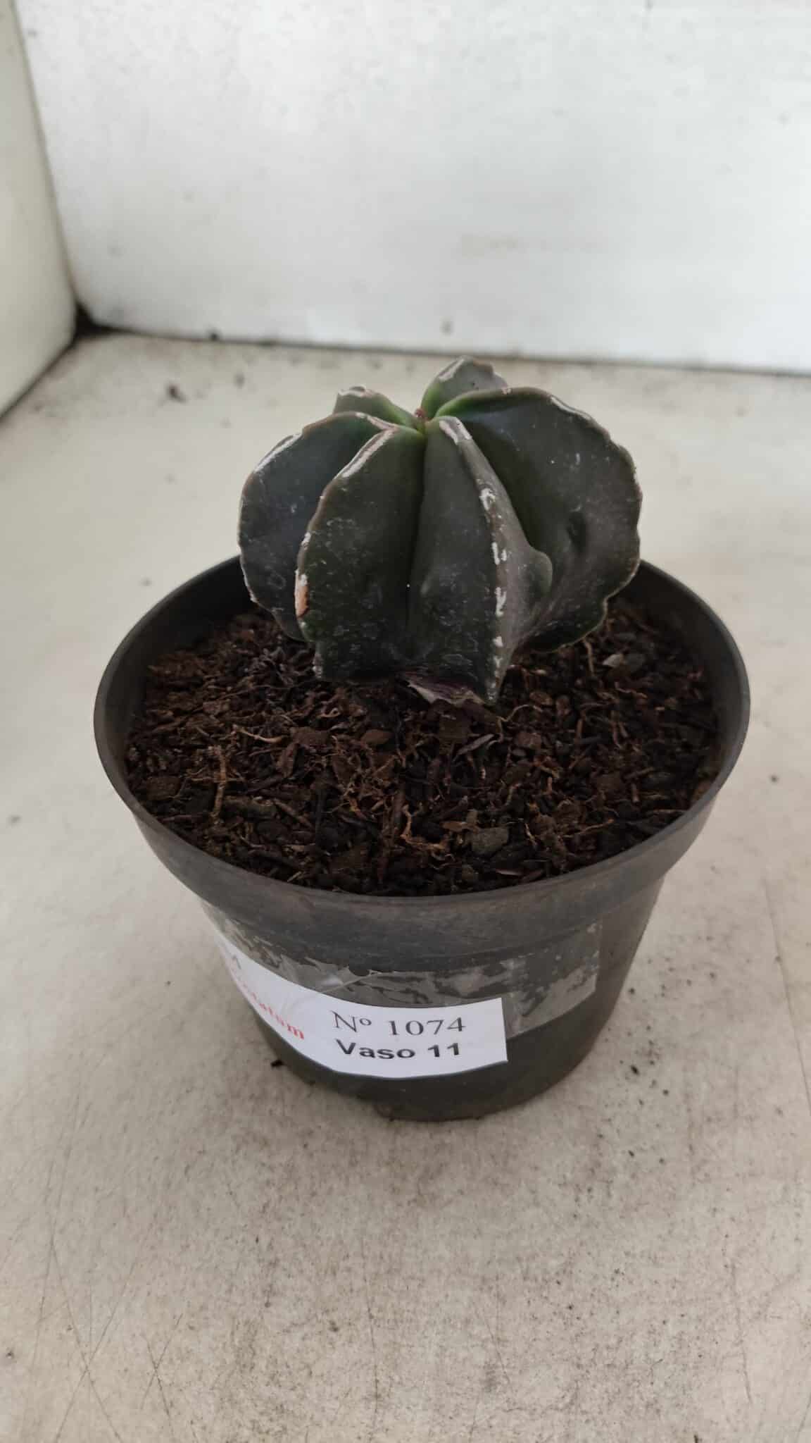 ASTROPHYTUM MYRIOSTIGMA "Multicostatum - 6 quinas "  Nº 1074 – vaso 11 - foto 8